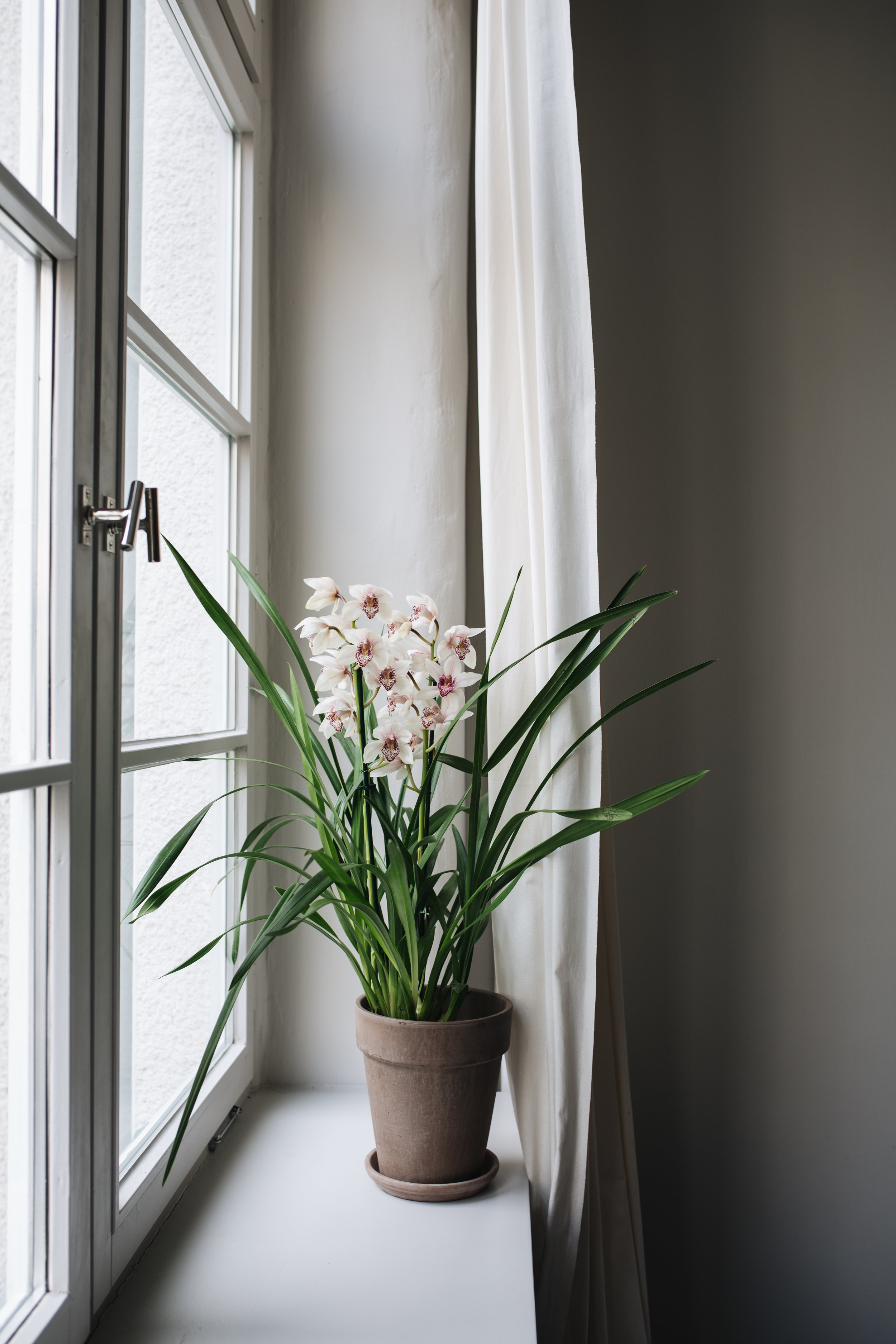 Zimmerpflanzen des Monats 2019: Cymbidie Herz&Blut