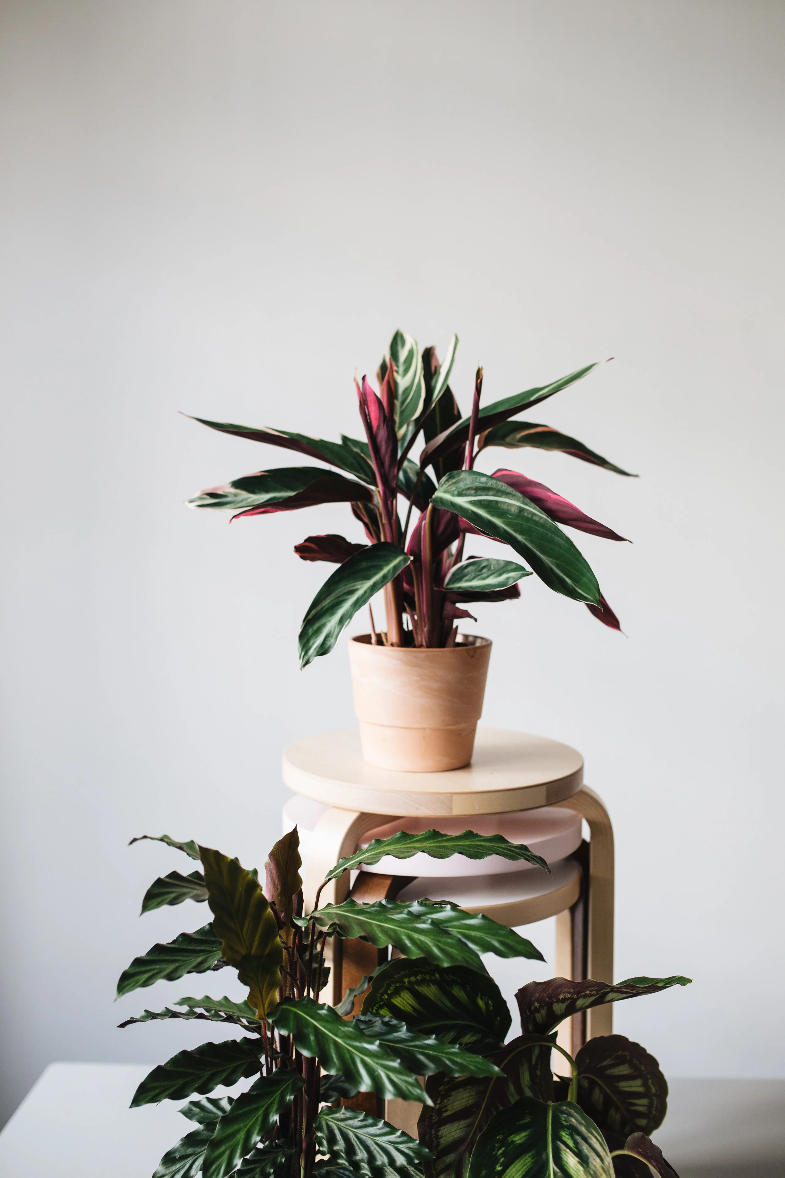 Zimmerpflanzen des Monats 2019 November Calathea Herz&Blut