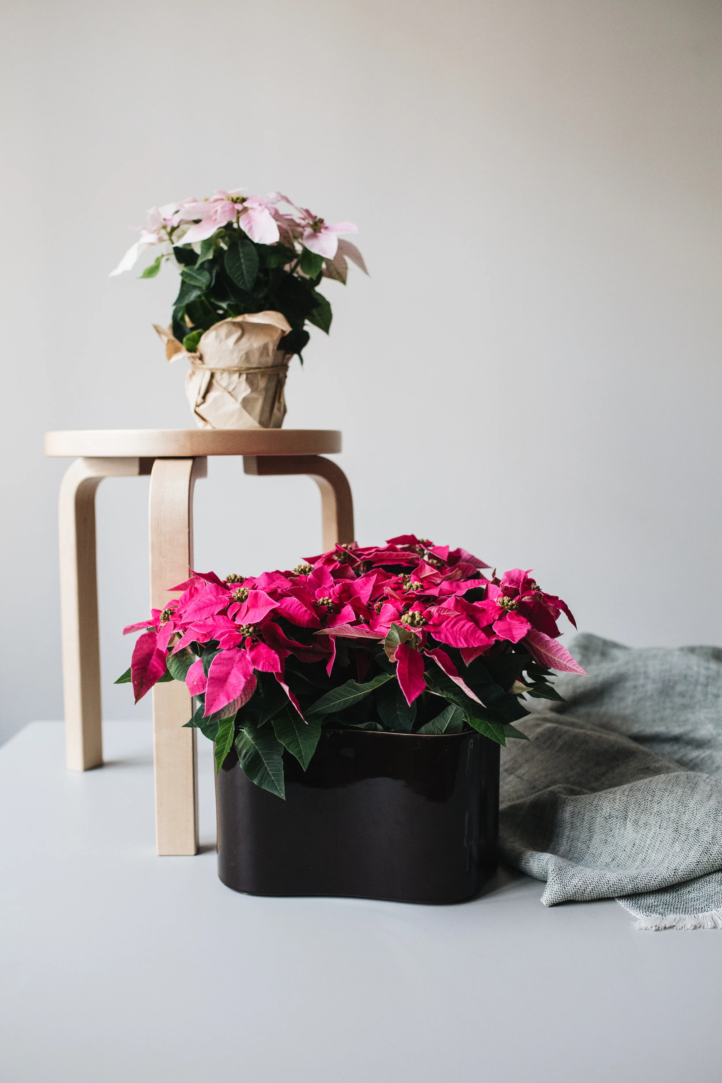 Zimmerpflanzen des Monats 2019: Poinsettie Herz&Blut