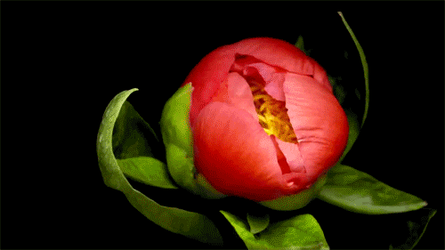 tumblr_n1imab5jGW1qa4iv8o5_500.gif