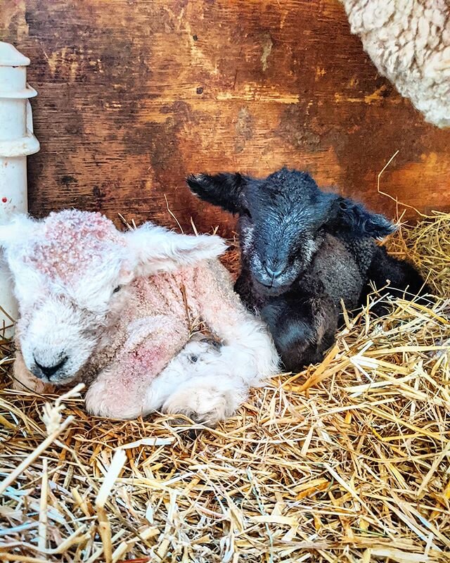 Ram and ewe twins hanging out under mom's neck.... #lambing20 #sheep #sheep365 #farmvet #vetlife #romney