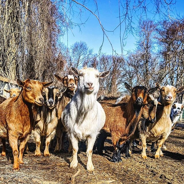 The Wild Bunch - goat version.... #goats #nigerian #nigeriandwarfgoats #farmvet #vetlife #goatsofinstagram #vetstudent #vetmed #veterinarian #veterinarymedicine #vet #vettech
#goatcheese #animals #gardenstate