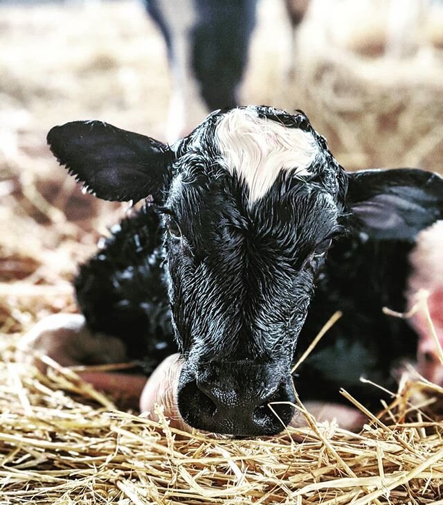 20 minutes old and drying off - mom keeping a close eye.... #calf #holstein #dairycows #dairyfarm #cow #cowvet #farmvet #vetlife #gardenstate #heifer