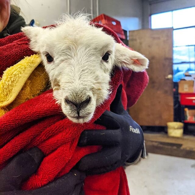 Meet Leap!! She's a nice ewe lamb born today the 29th of February but her mom had a bit of a tough delivery and Leap was a little weak and chilled, didn't want to nurse. Solution - she was tube fed colostrum replacement. A preferable solution rather 
