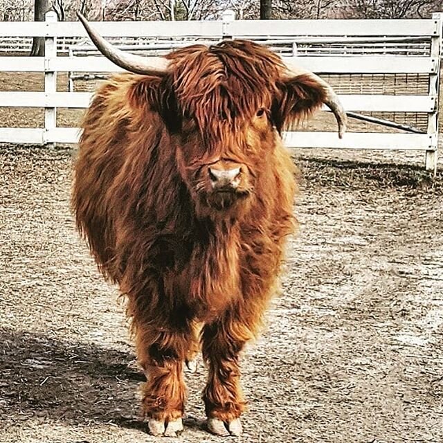 A ying-yang kinda highlander... #highlander #farm #cowvet #vetlife #jersey #cattle #scottishhighlandcattle