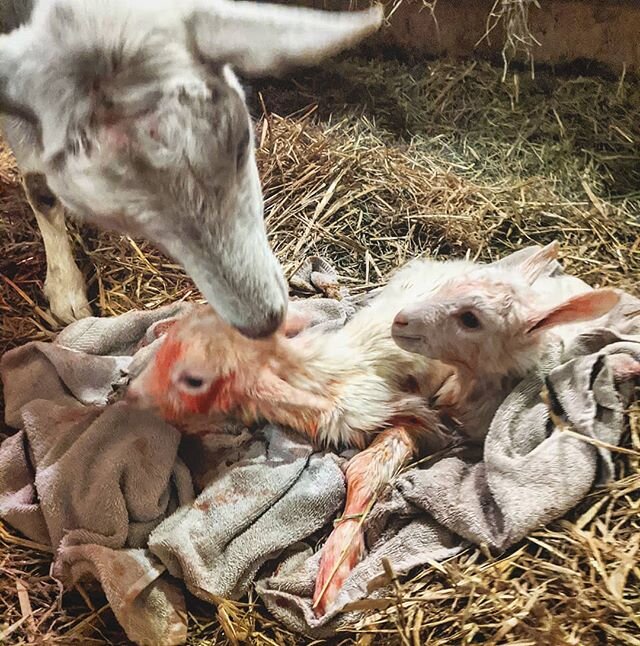 Hey Mom!! 3 minute old kids just delivered last night - they couldn't decide who should come out first so they both jammed heads and legs into birth canal - a tangled up puzzle to sort out! Way to go Just-Tina!!!! #goats #saanen #oncallclub #dairygoa