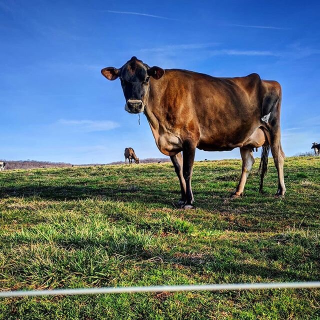 Spring like morning, girls out on pasture #jersey #cows #dairycows #holstein #spring #sky #pasture #gardenstate #farmvet #vetlife #vetstudent