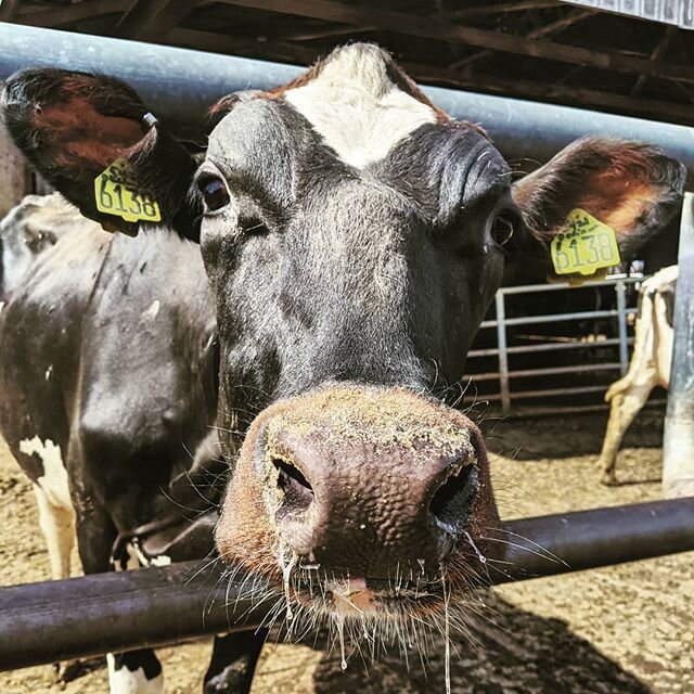 My new favorite black-red holstein walked over to say hi after herd check yesterday... #heygirl #holstein #dairycow #farm #cows #friendly #sniffsniff #cowvet #vetlife #jersey #gardenstate