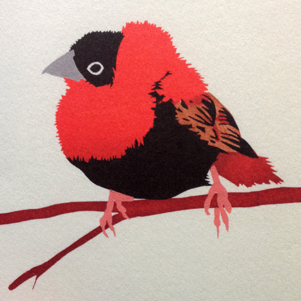 Beautiful Orange Bishop birdy by Jill