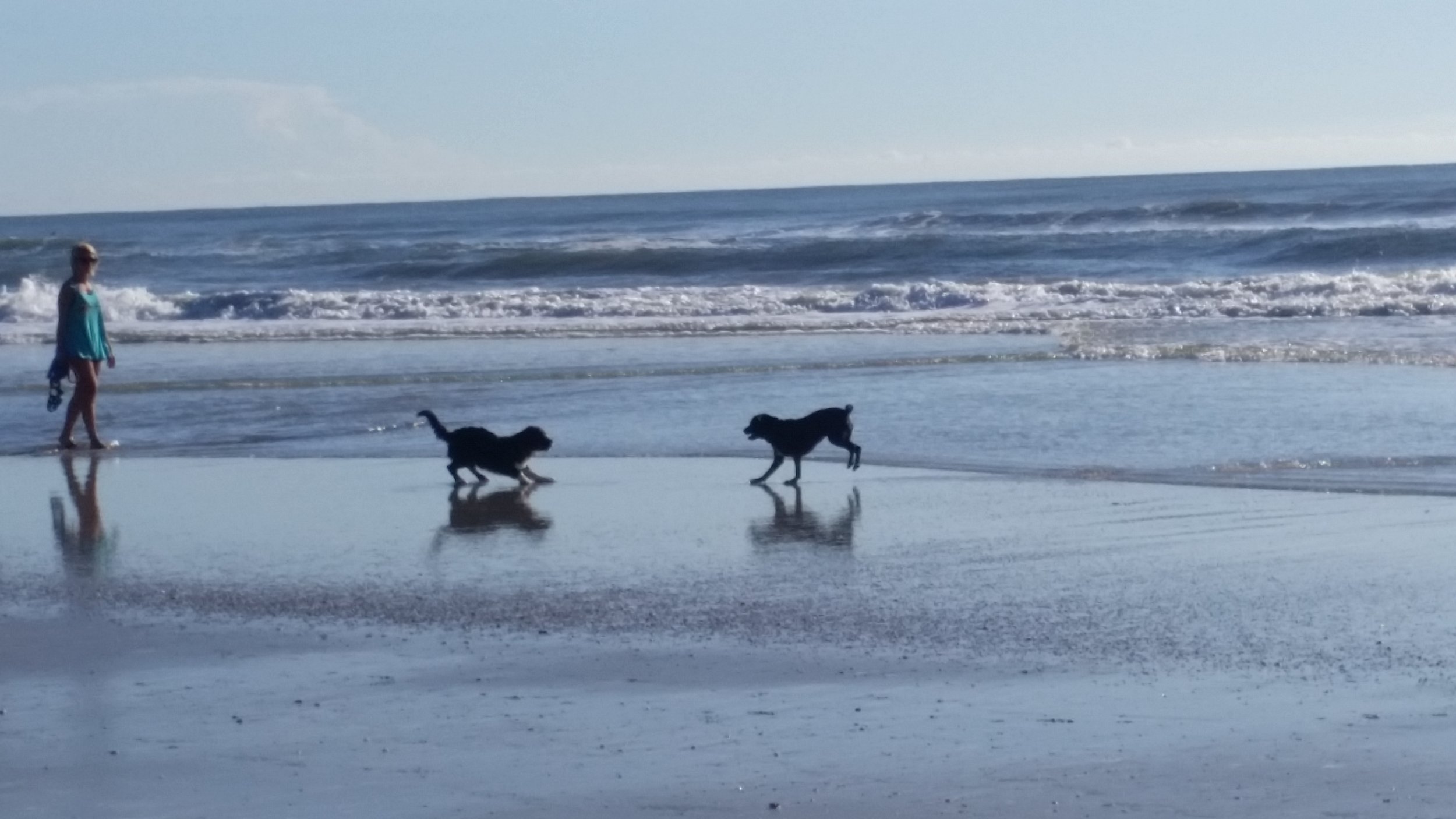 Lots of happy dogs playing in the water.