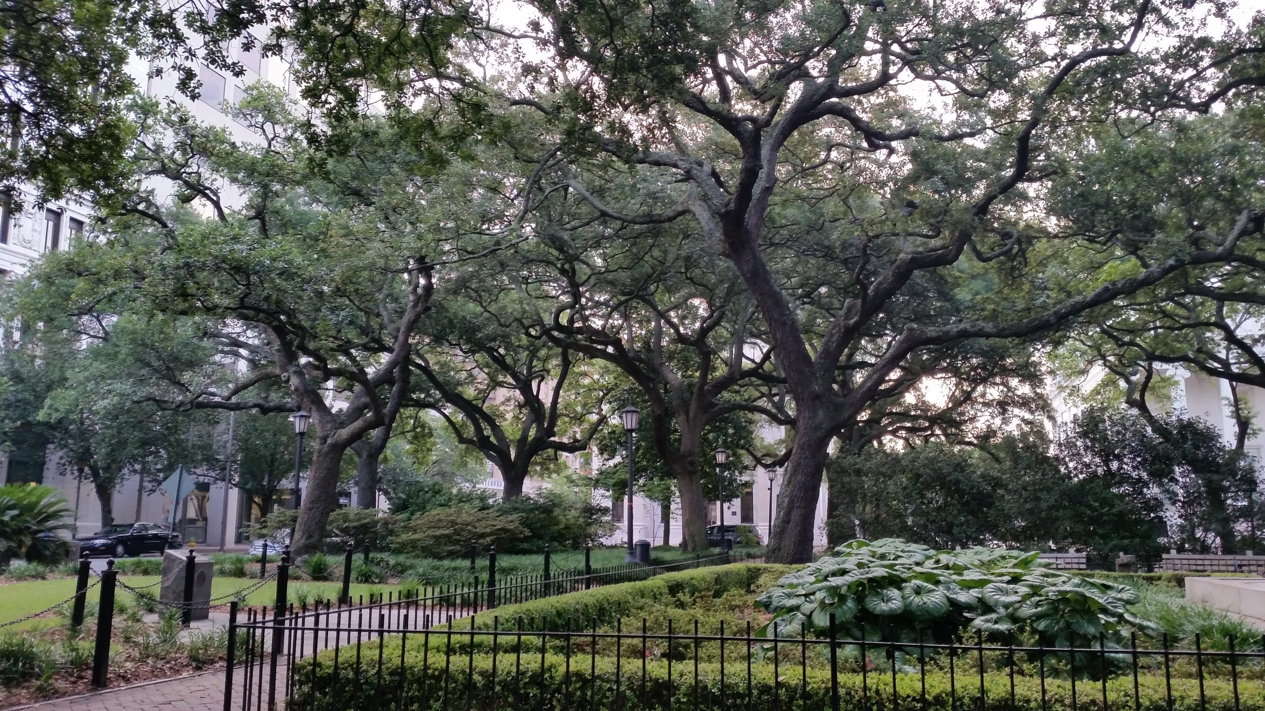 More live oak trees... sigh. I have numerous pictures of trees and will spare my readers with anymore. But their broad stretching arms sheltering park benches and statues and locals walking dogs and even grave stones - how could that not fill my camera and imagination.