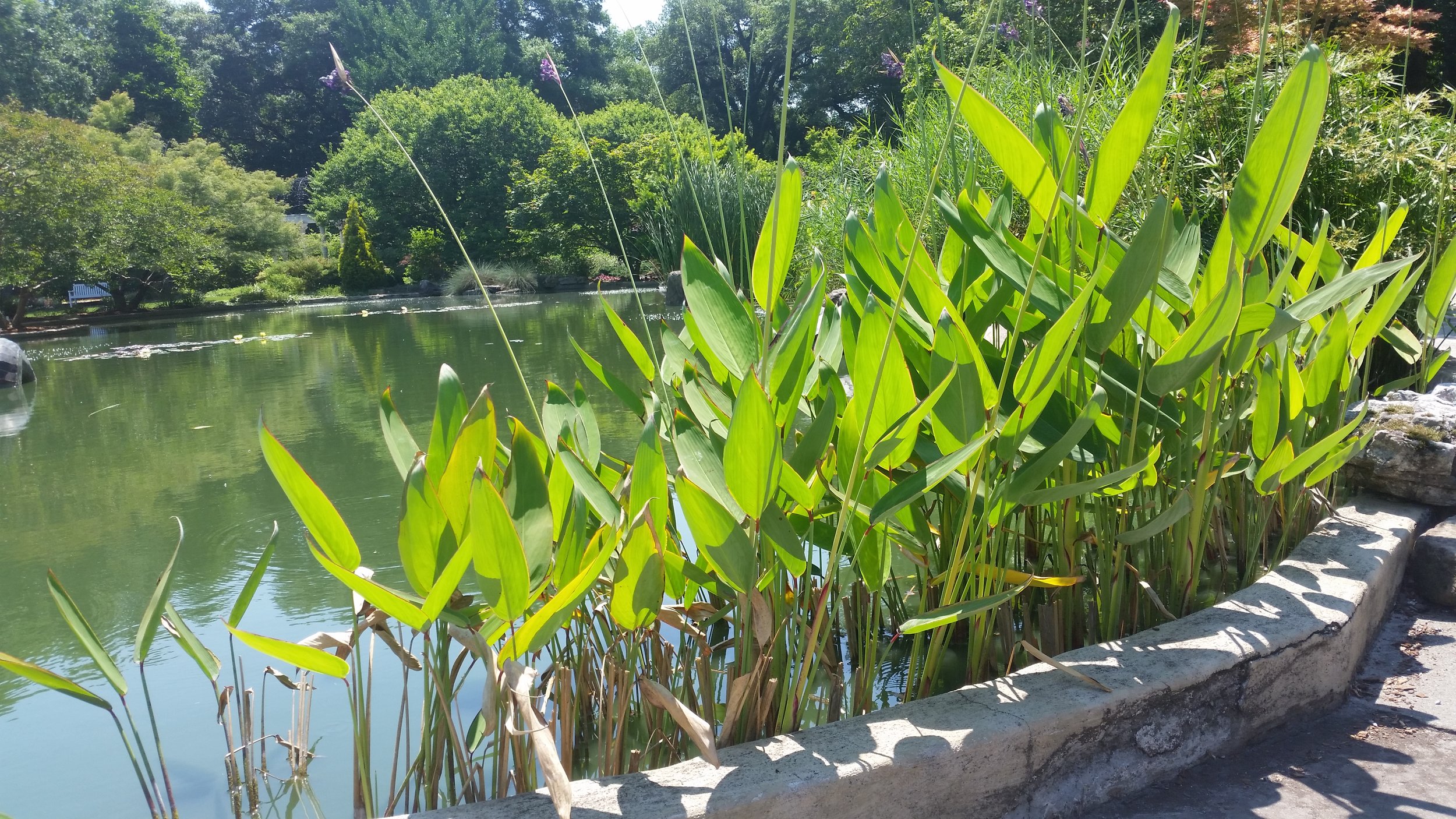 A garden full of light, color, lines, paths, bridges, sculpture, and conversation.