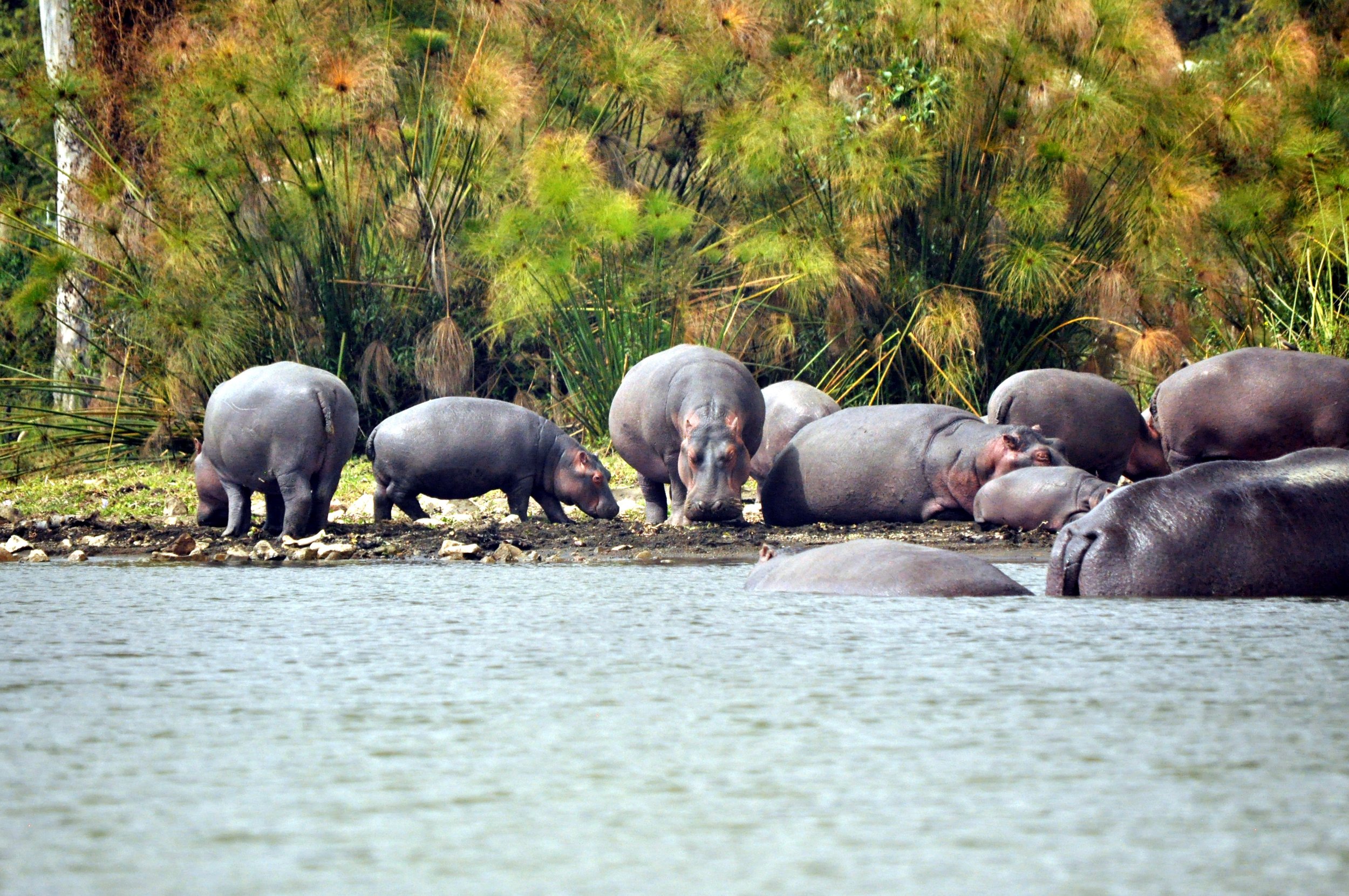 Hippos on Lake Naivasha