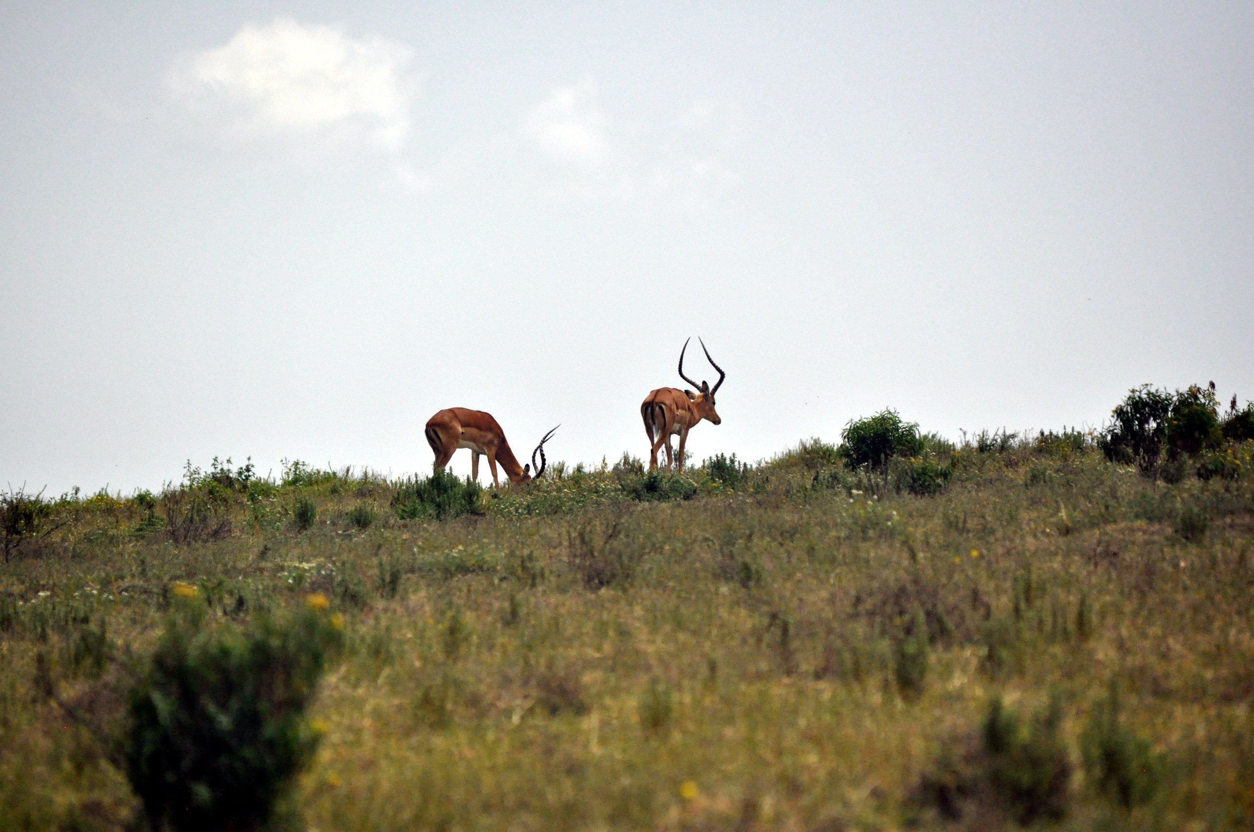 Impalas on Crescent Island