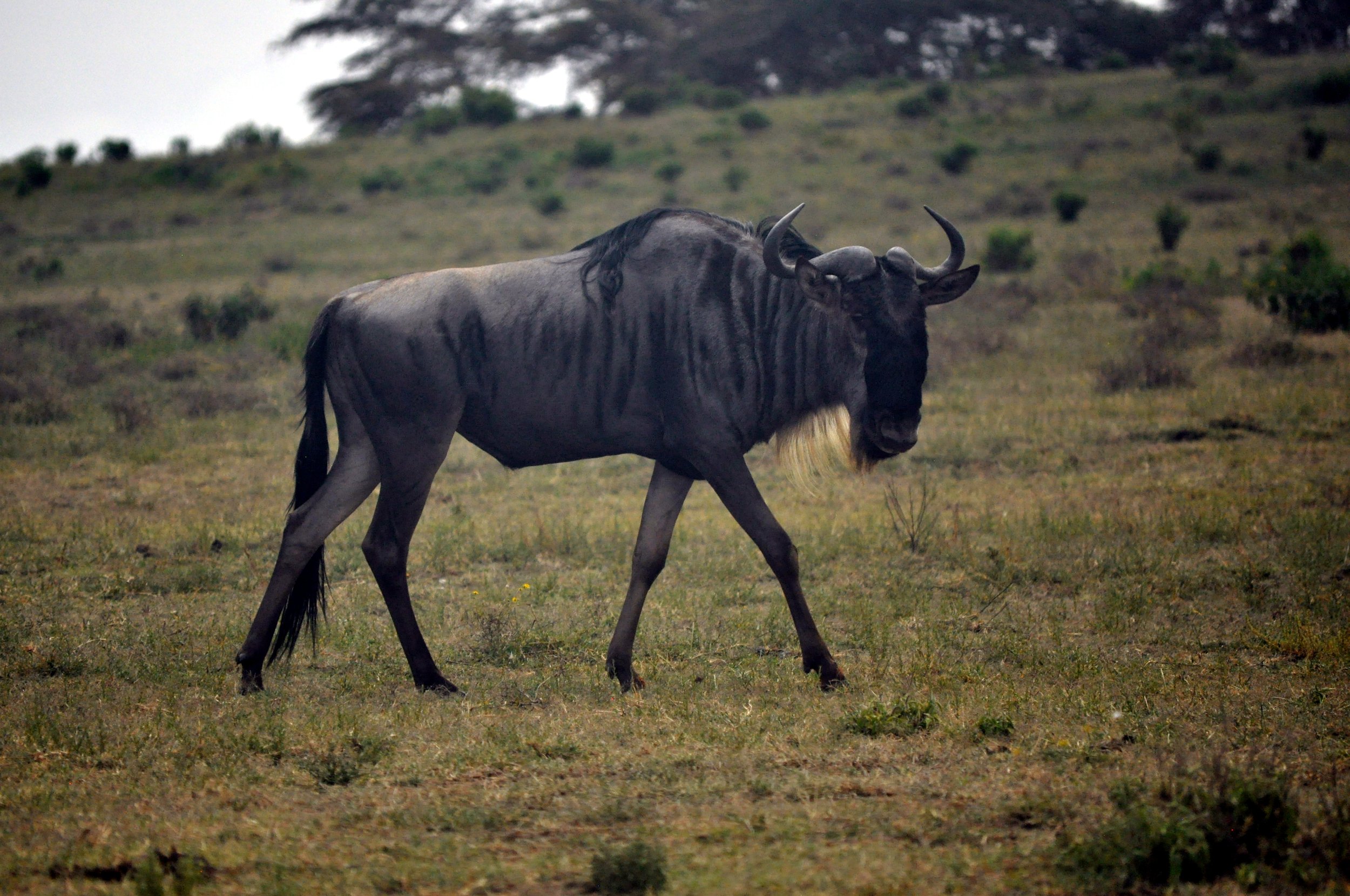 Wildebeest on Crescent Island