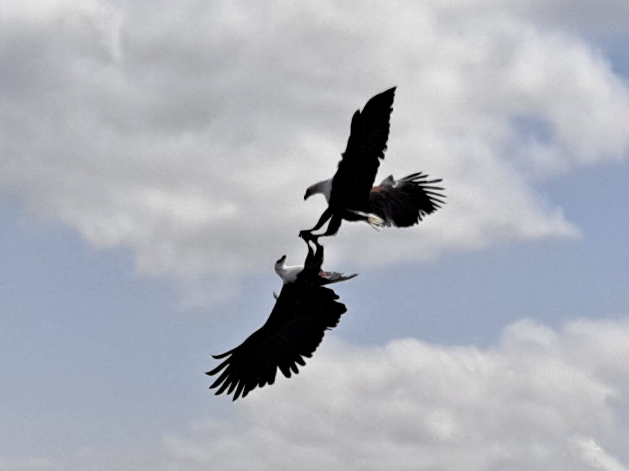 Two Fish Eagles, One Fish