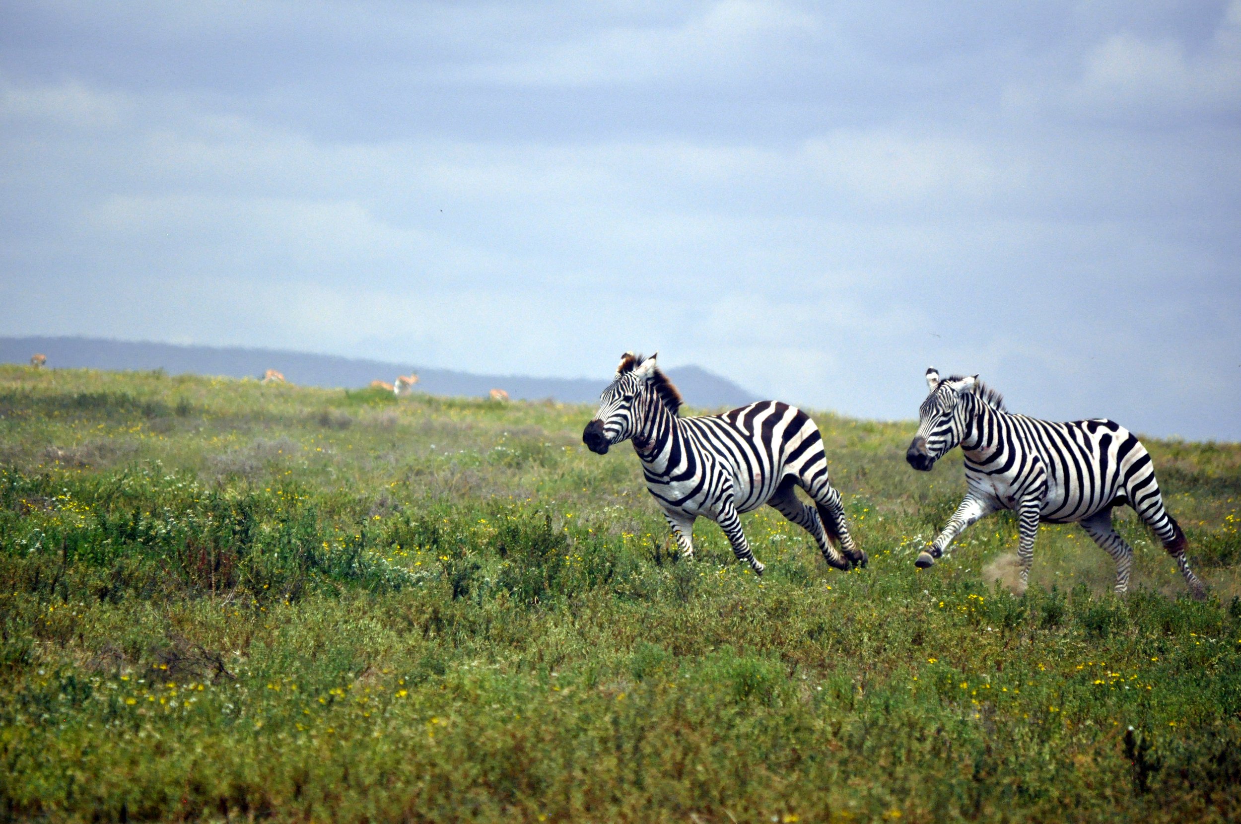Two Zebras Chasing Each Other