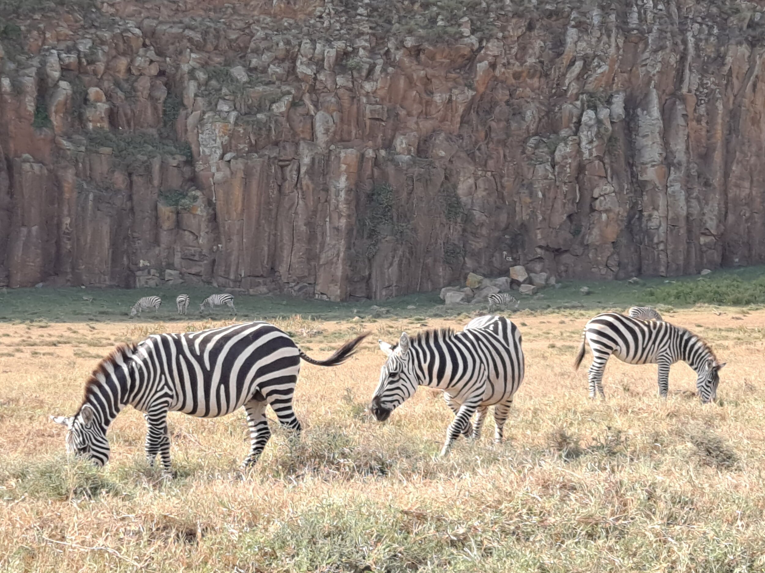 Zebras in Hells Gate National Park