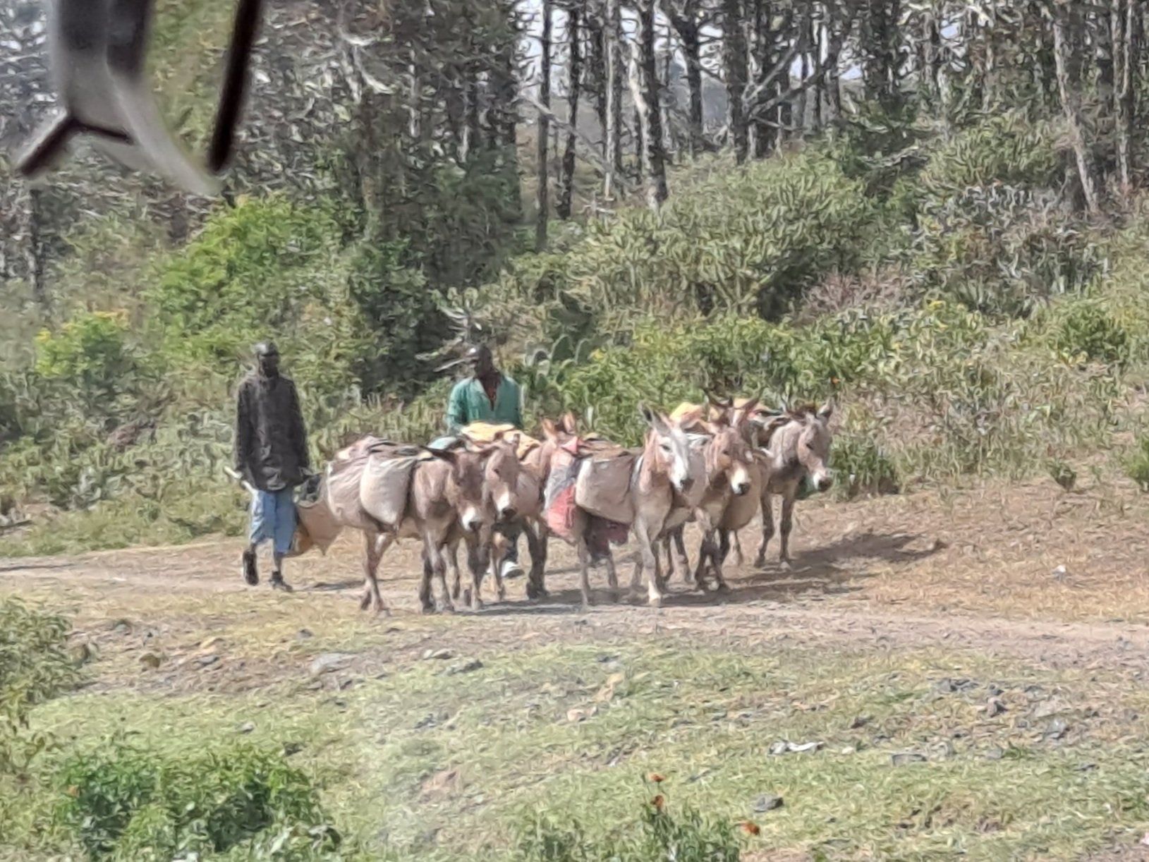 Donkeys Carrying Bags