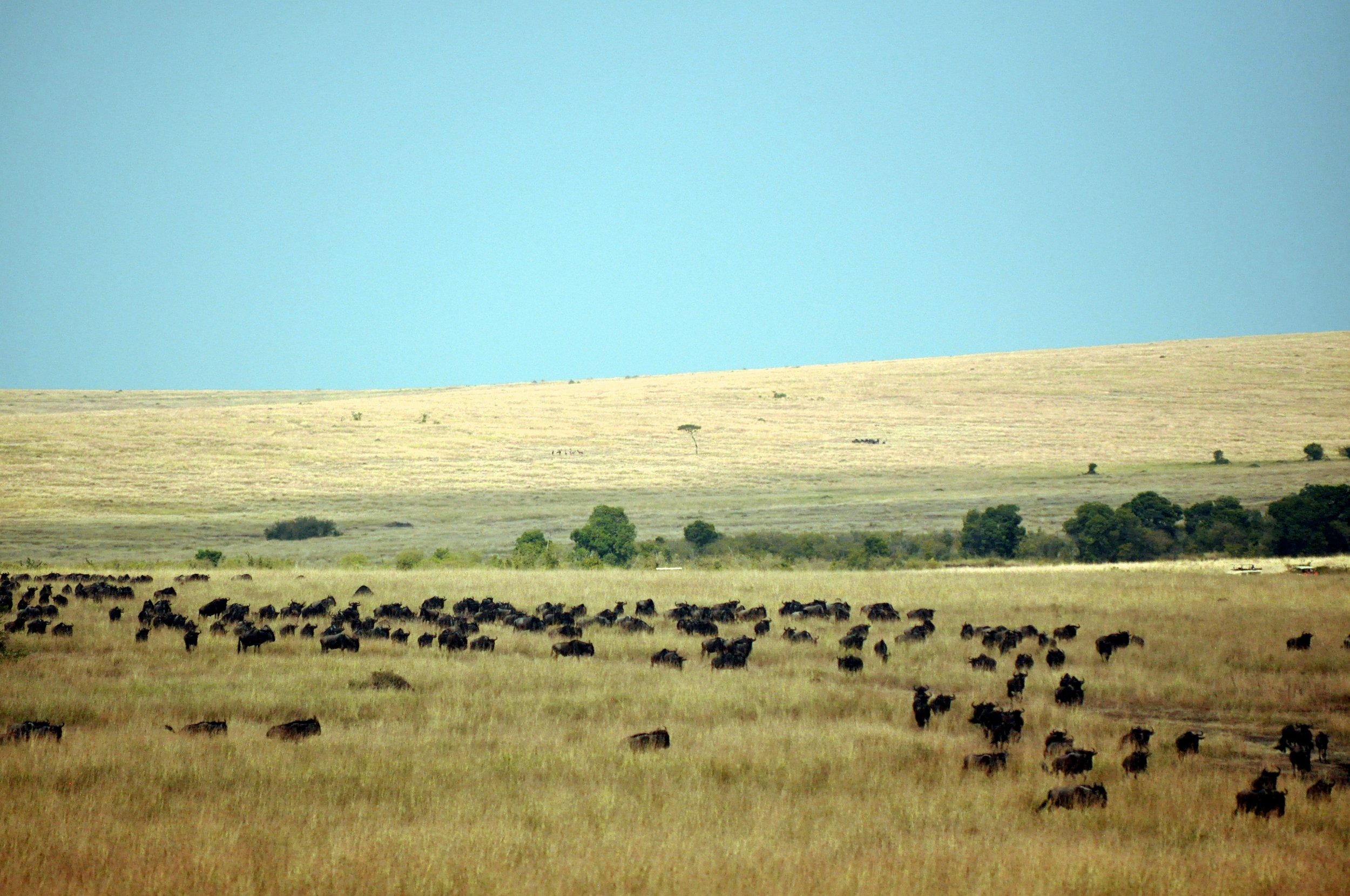 Wildebeest Herd on the Plains of the Maasai Mara