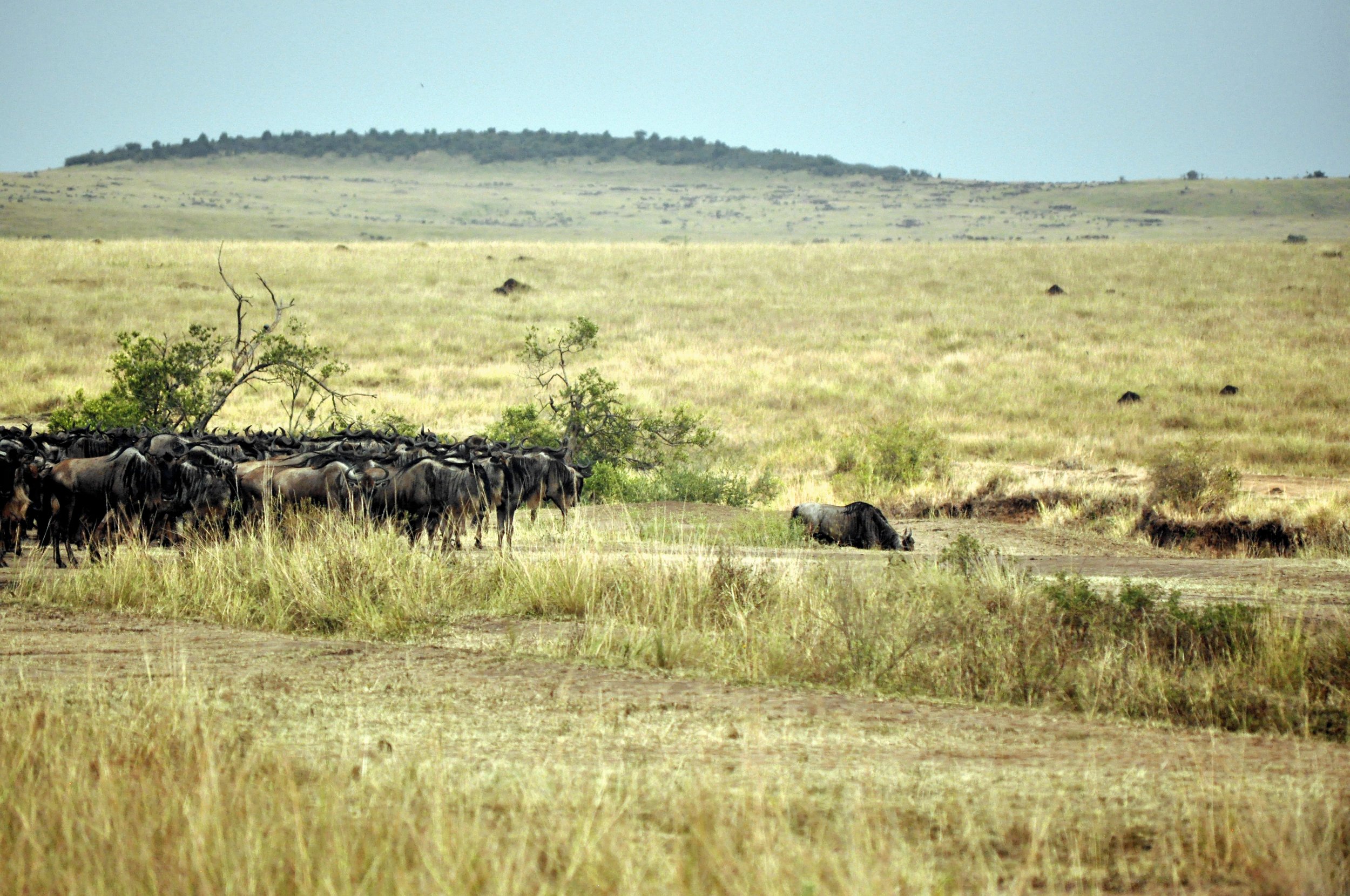 Wildebeest Herd