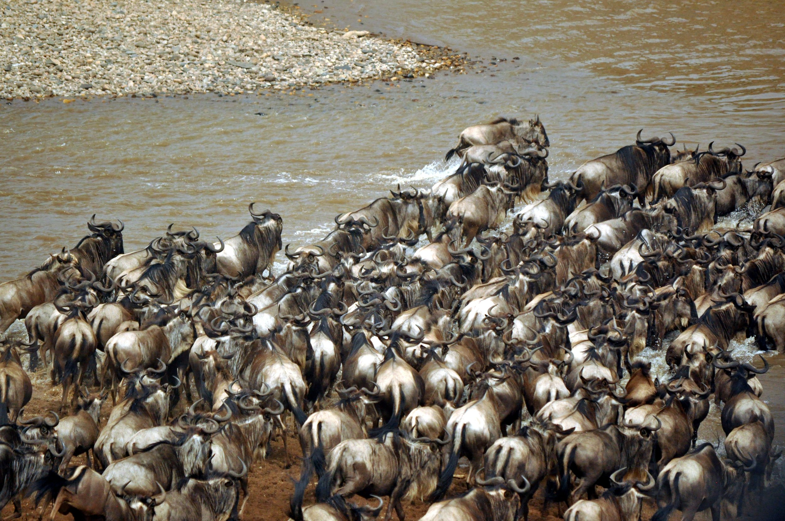 Wildebeest Crossing