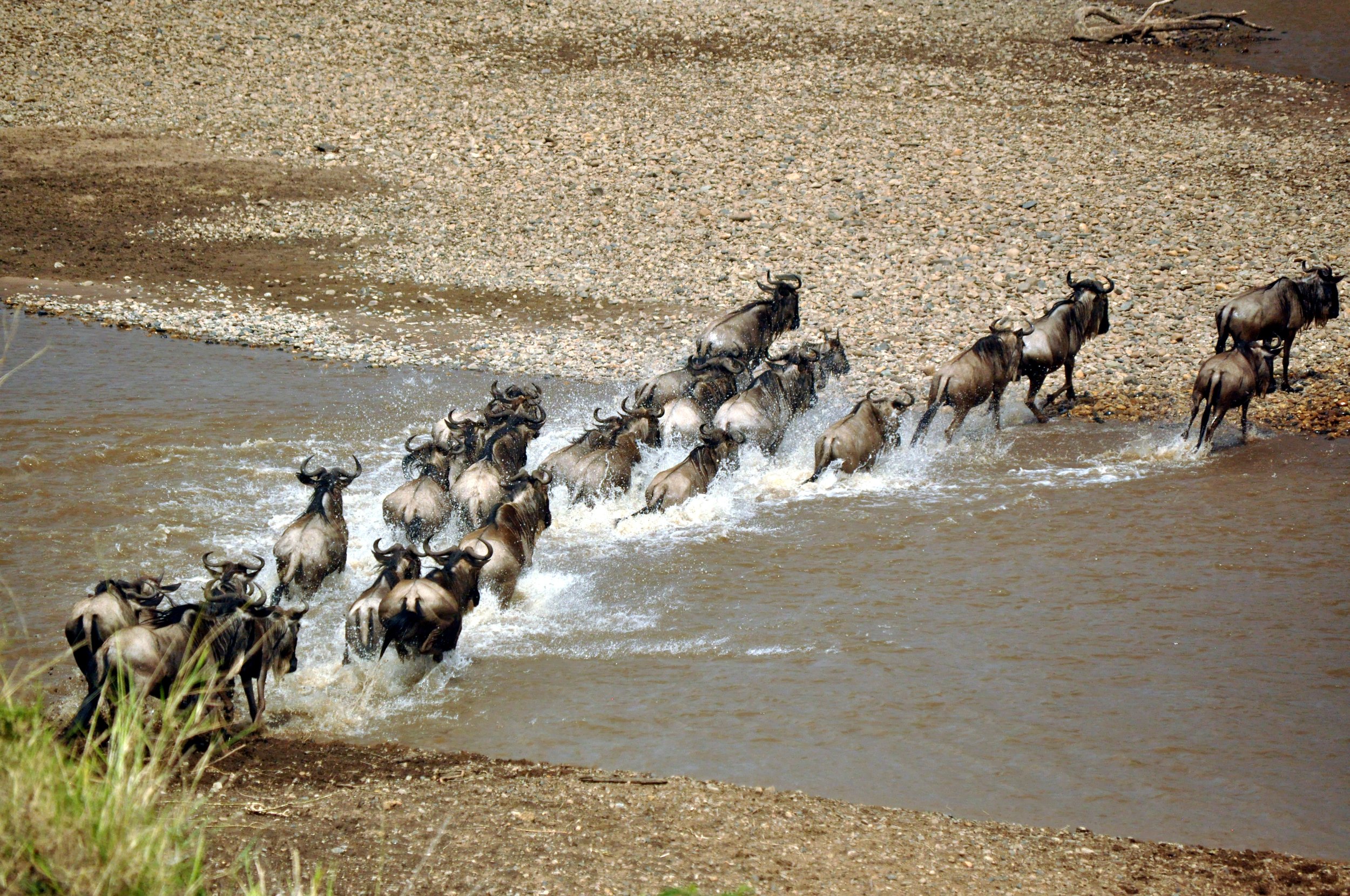 Wildebeest Crossing