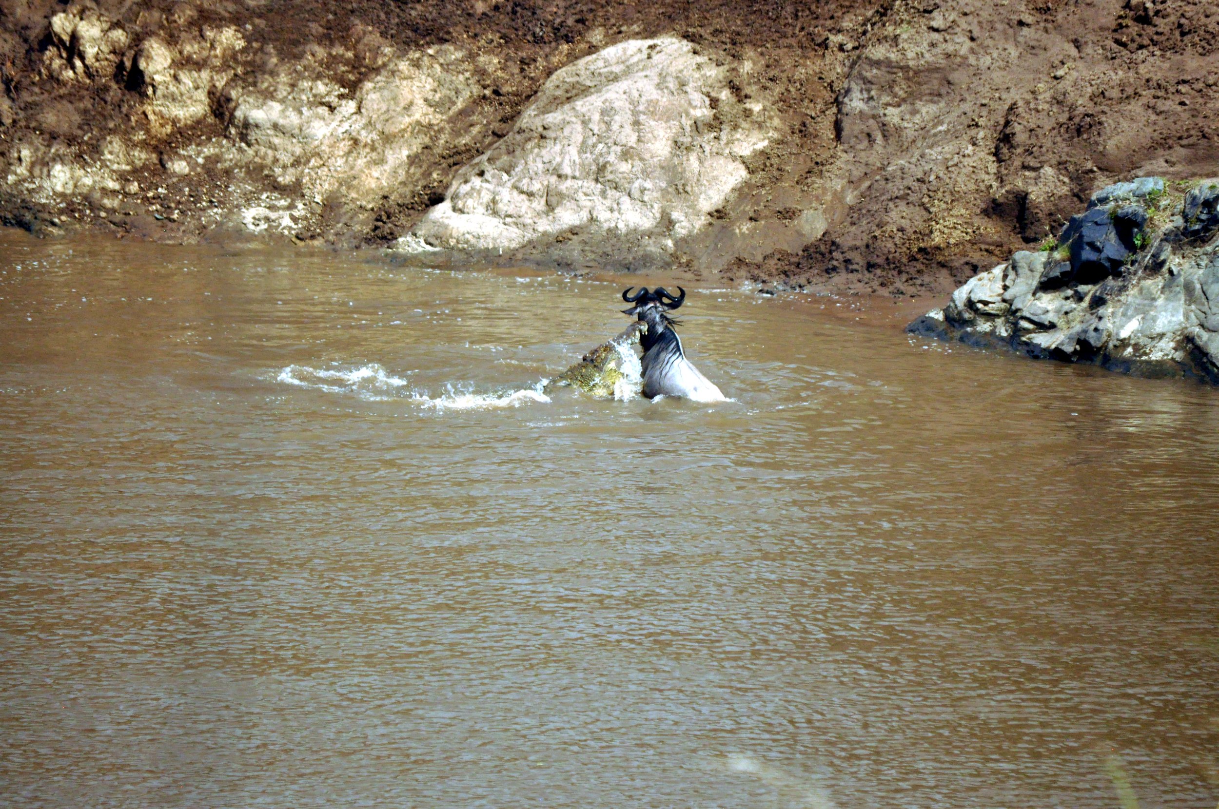 Crocodile and Wildebeest