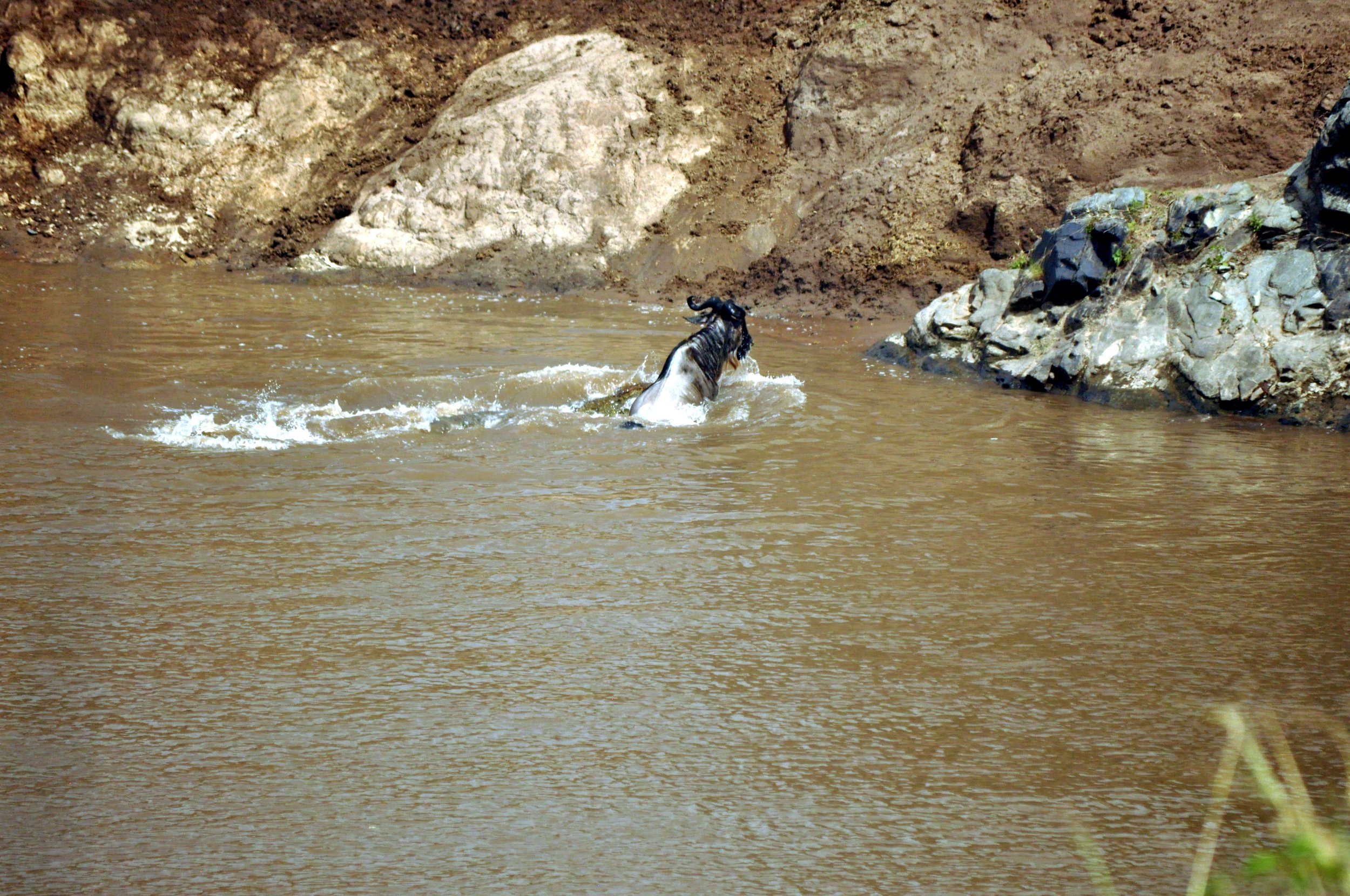 Crocodile and Wildebeest