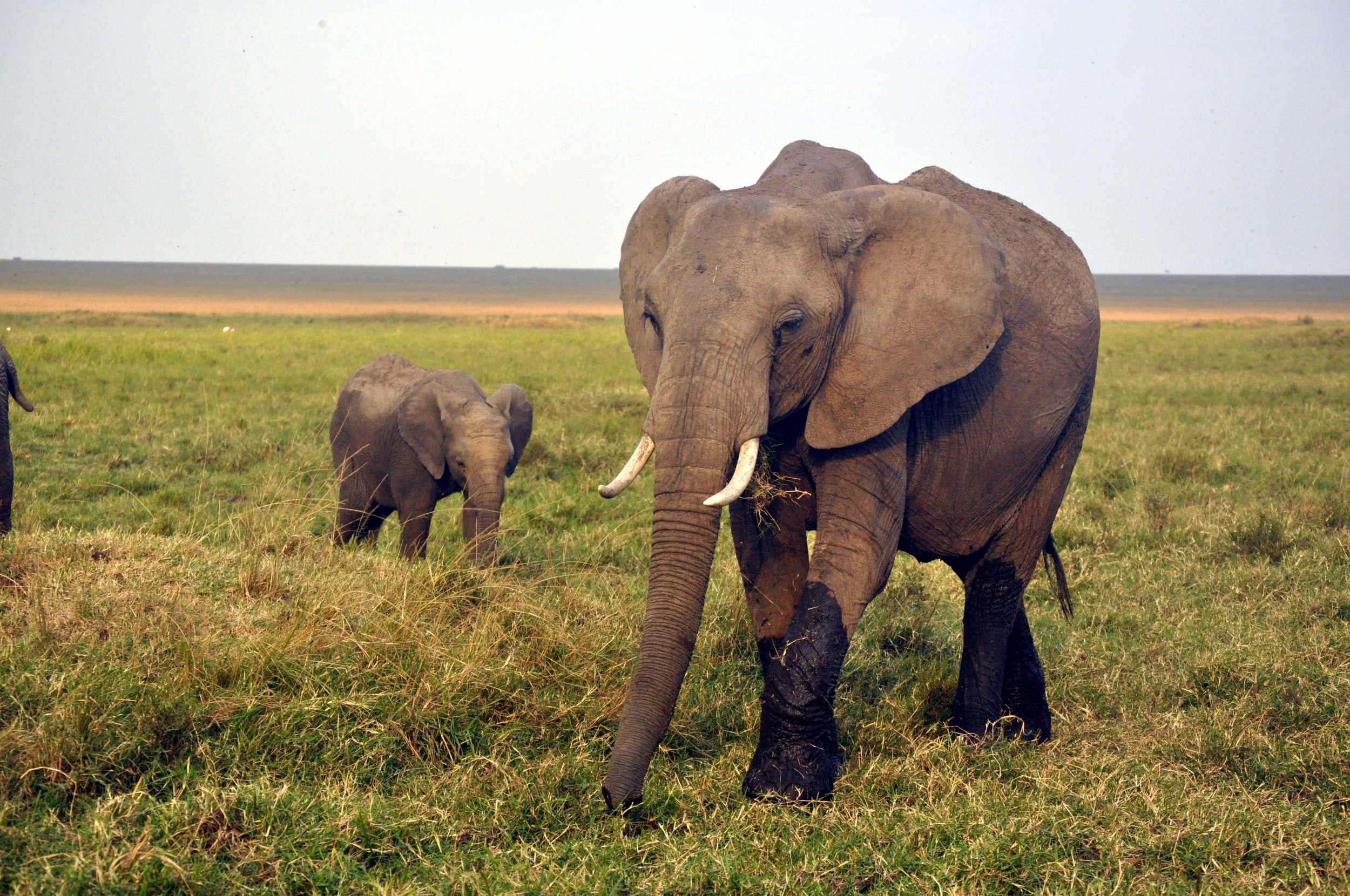 Female Elephant with Young