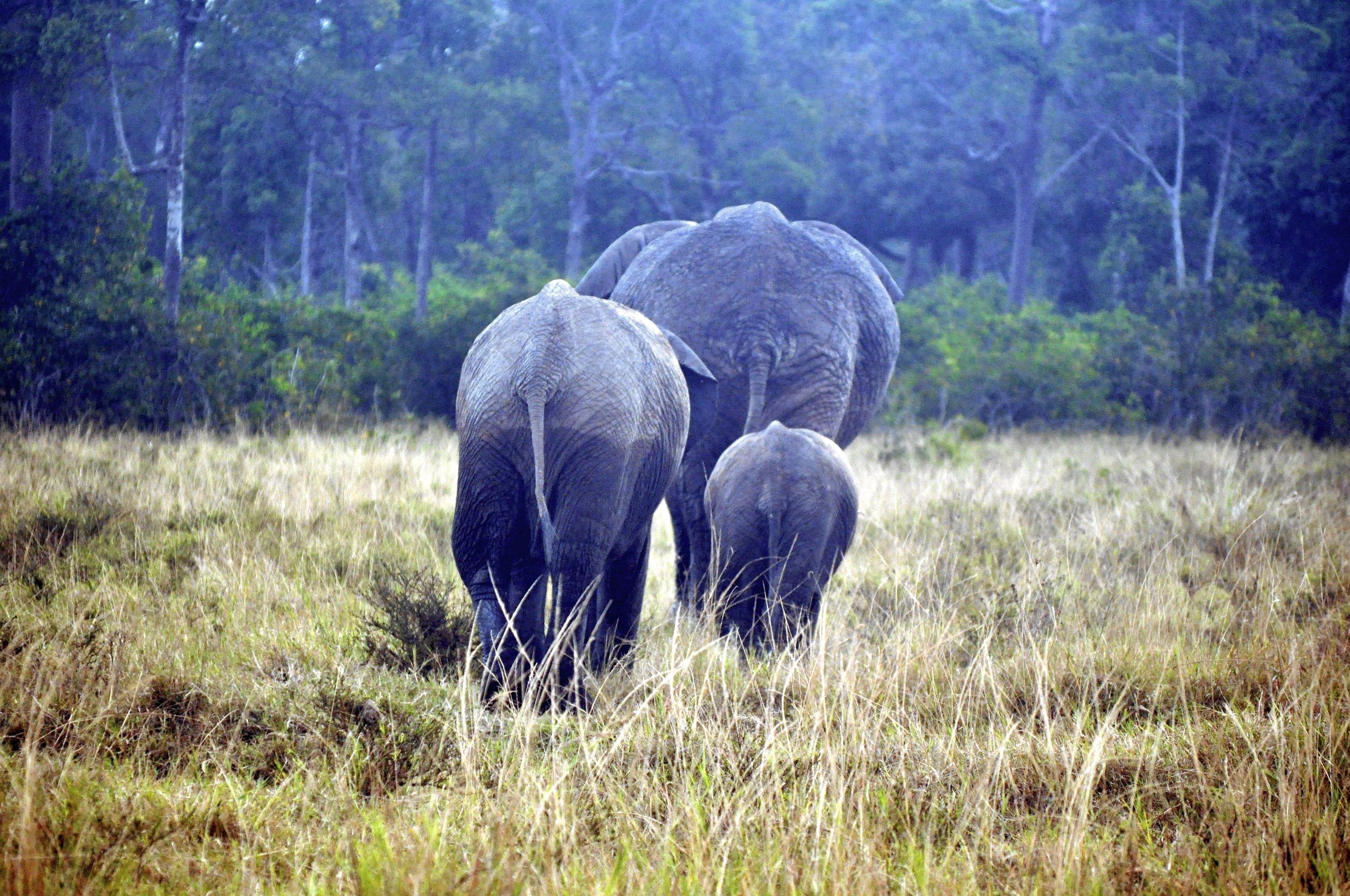 Female Elephant with Younger Female and Young