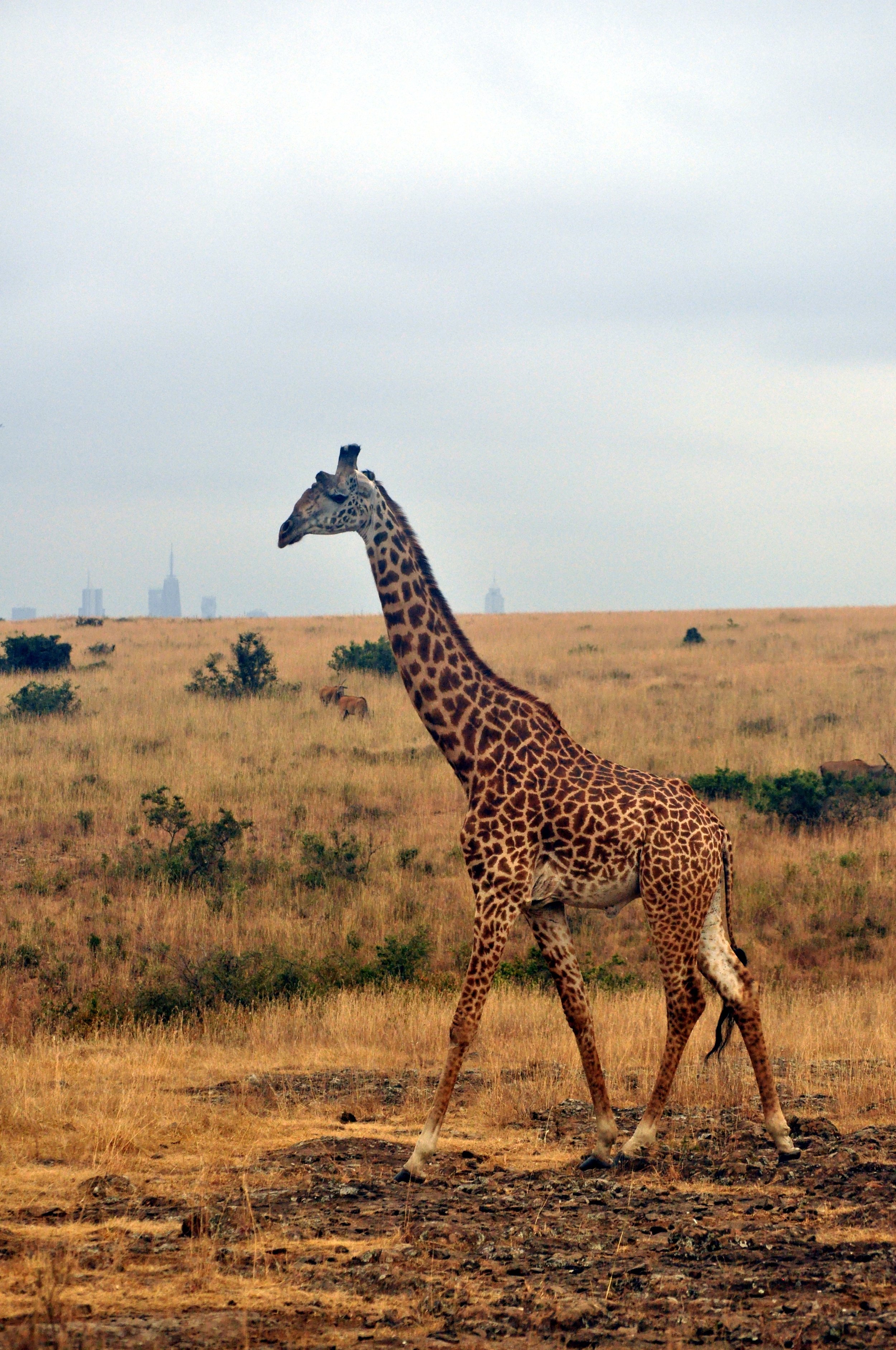 Giraffe with Nairobi in Distance