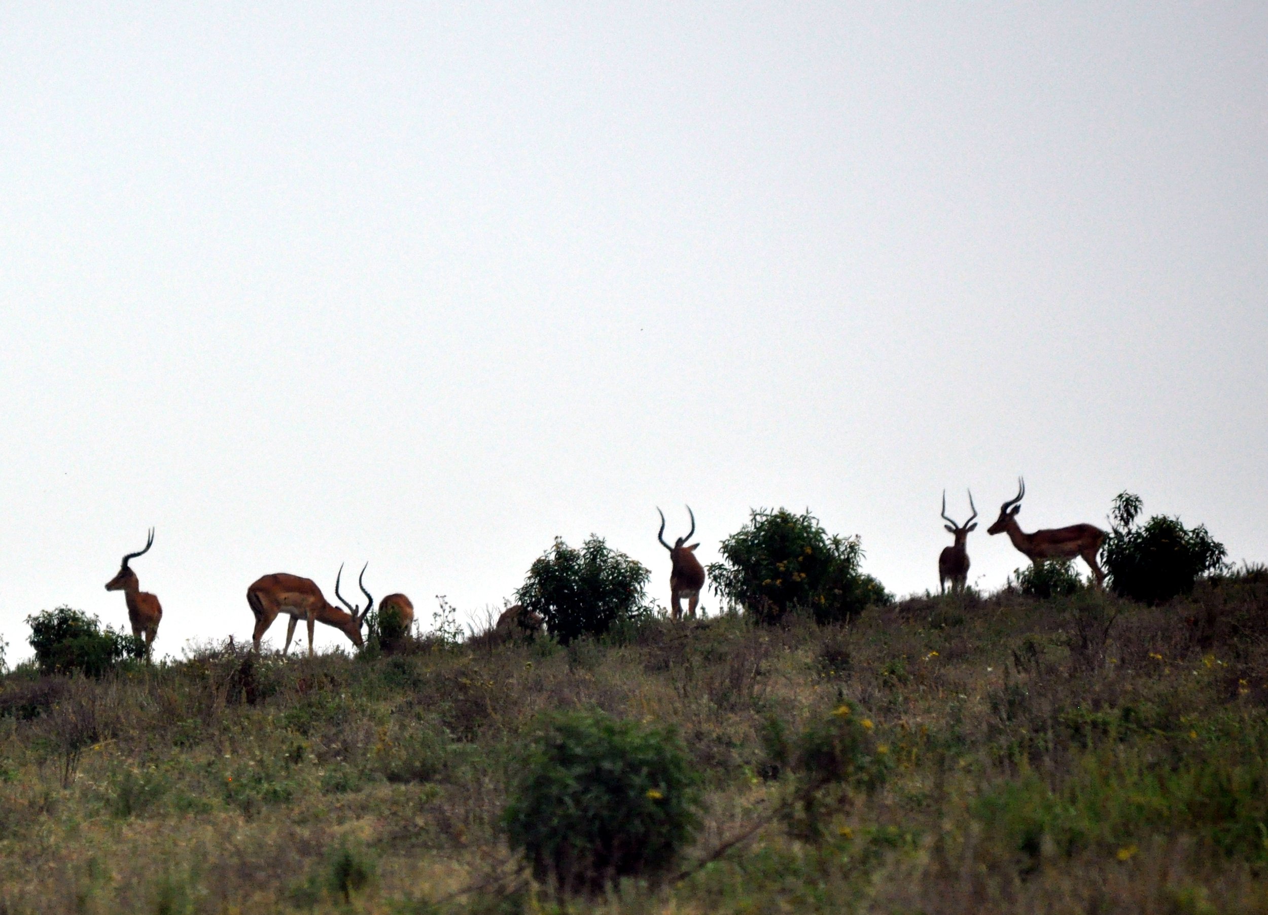 Impala