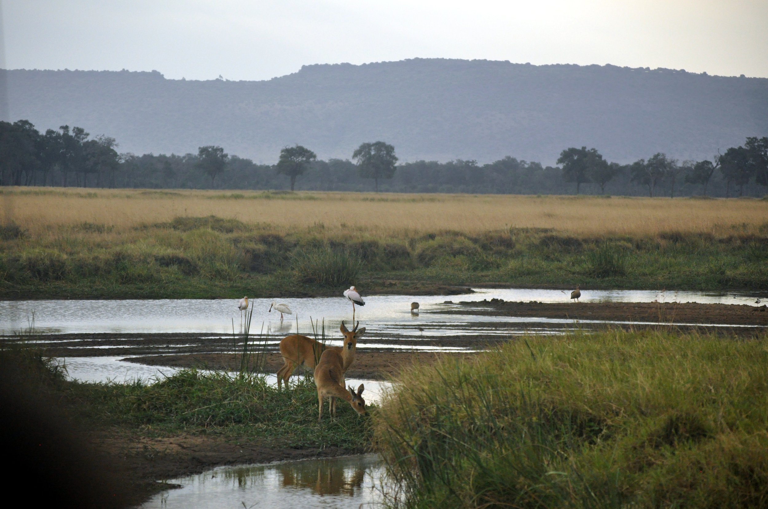 Impala and Birds in the Marsh