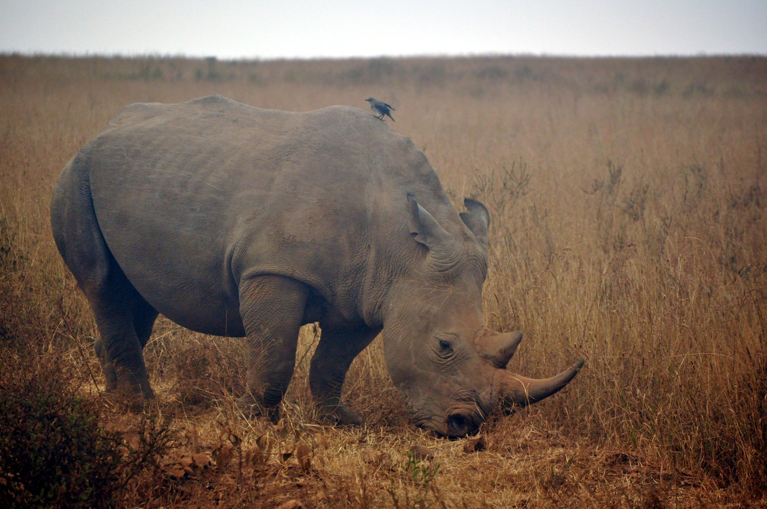 Black Rhino and a Bird