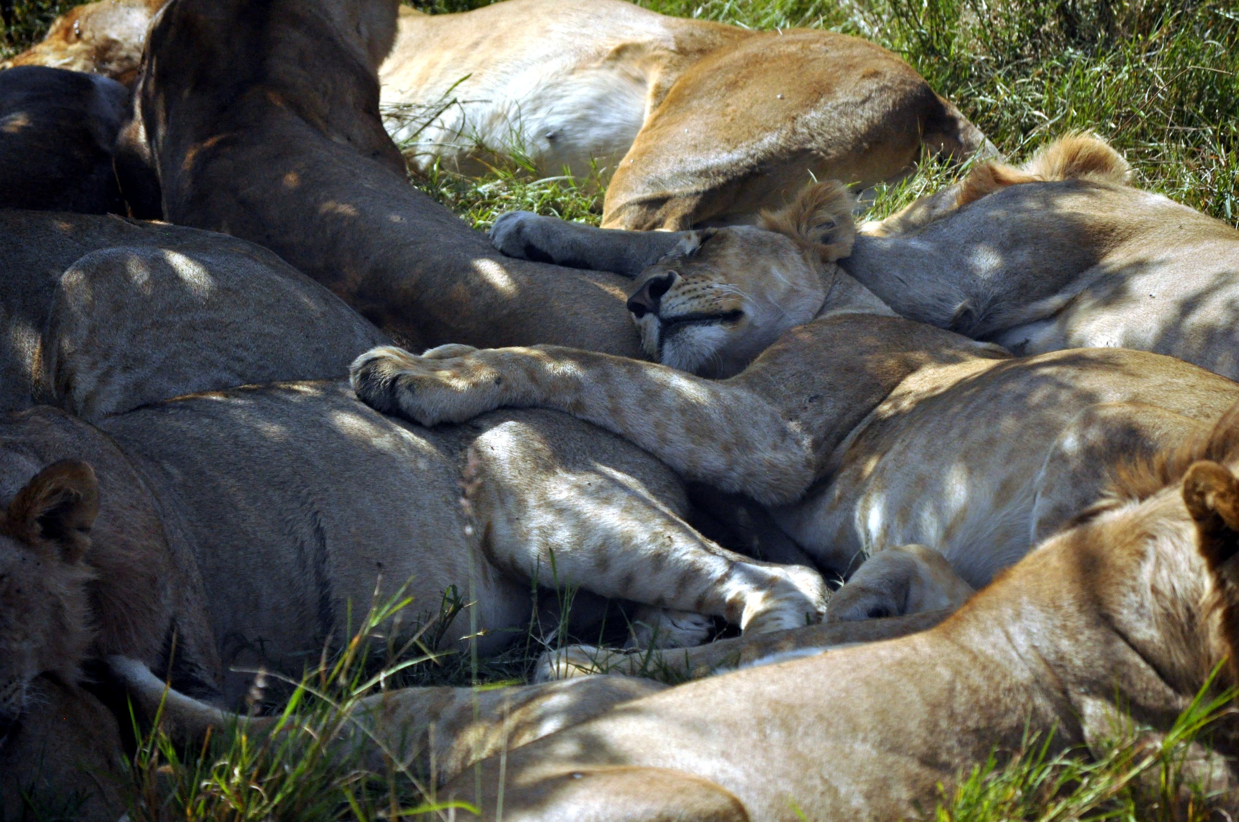 Pride of Lions Sleeping in the Shade