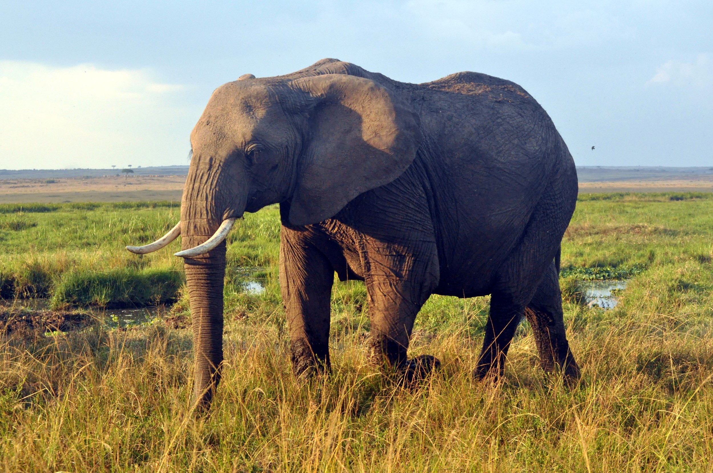 Female Elephant at the Marsh