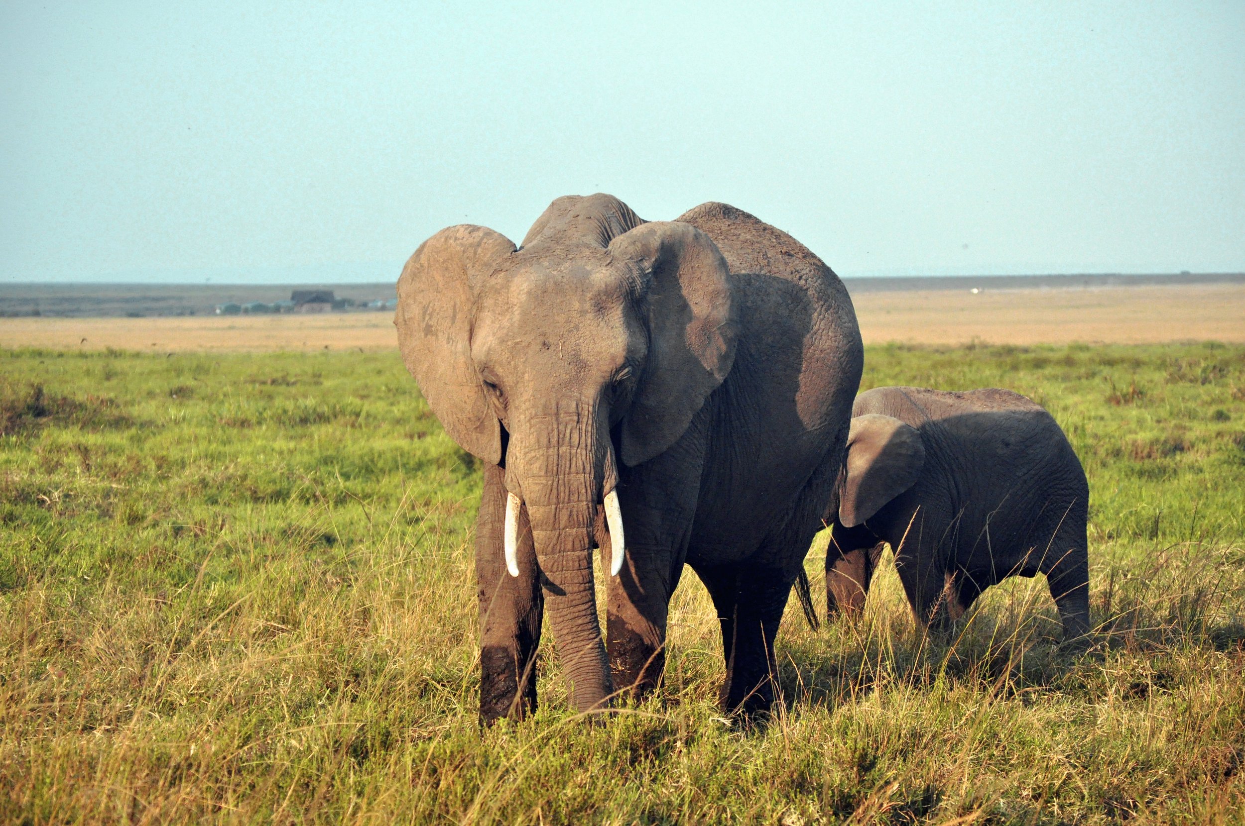 Female Elephant with Young