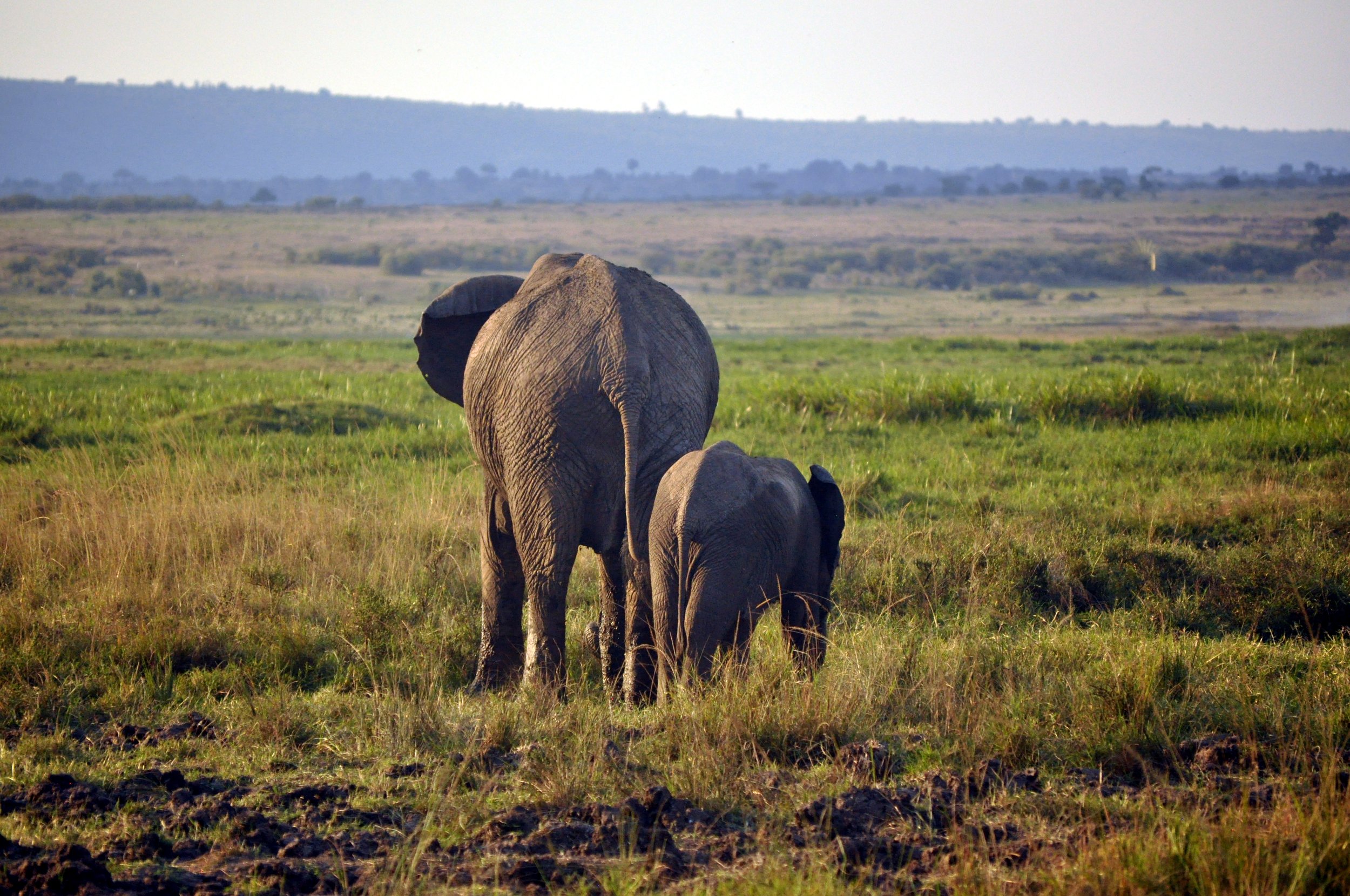 Female Elephant and Young