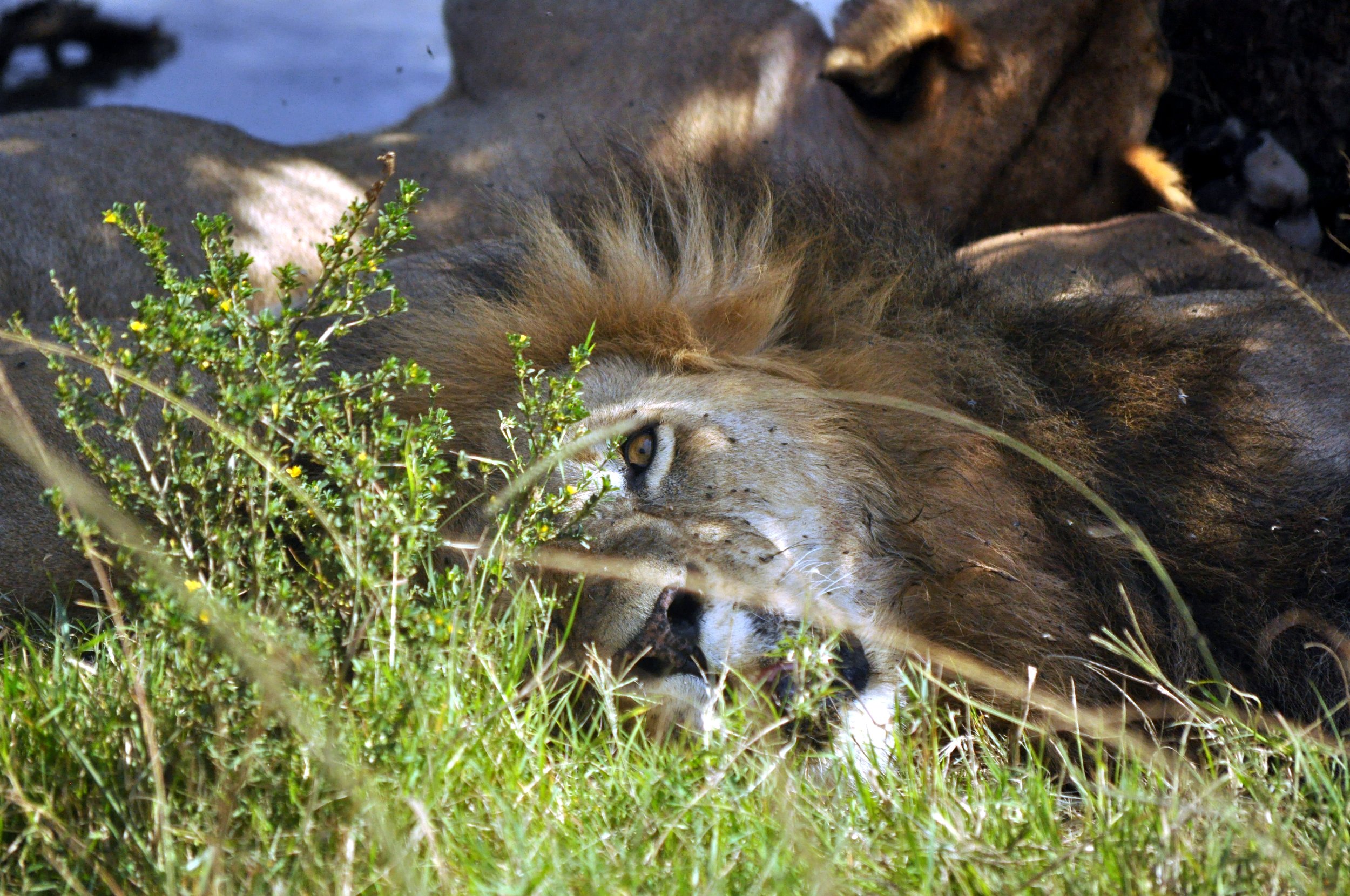 Male Lion Sleeping with His Pride