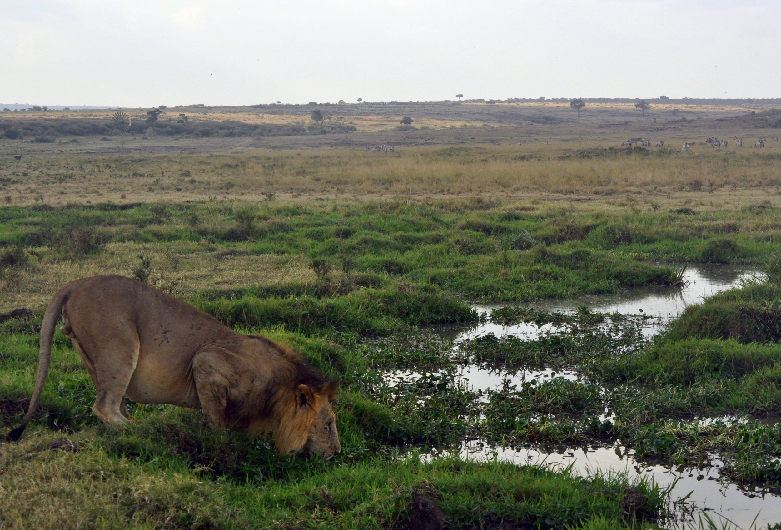 Male Lion in the Marsh, zebras in the distance