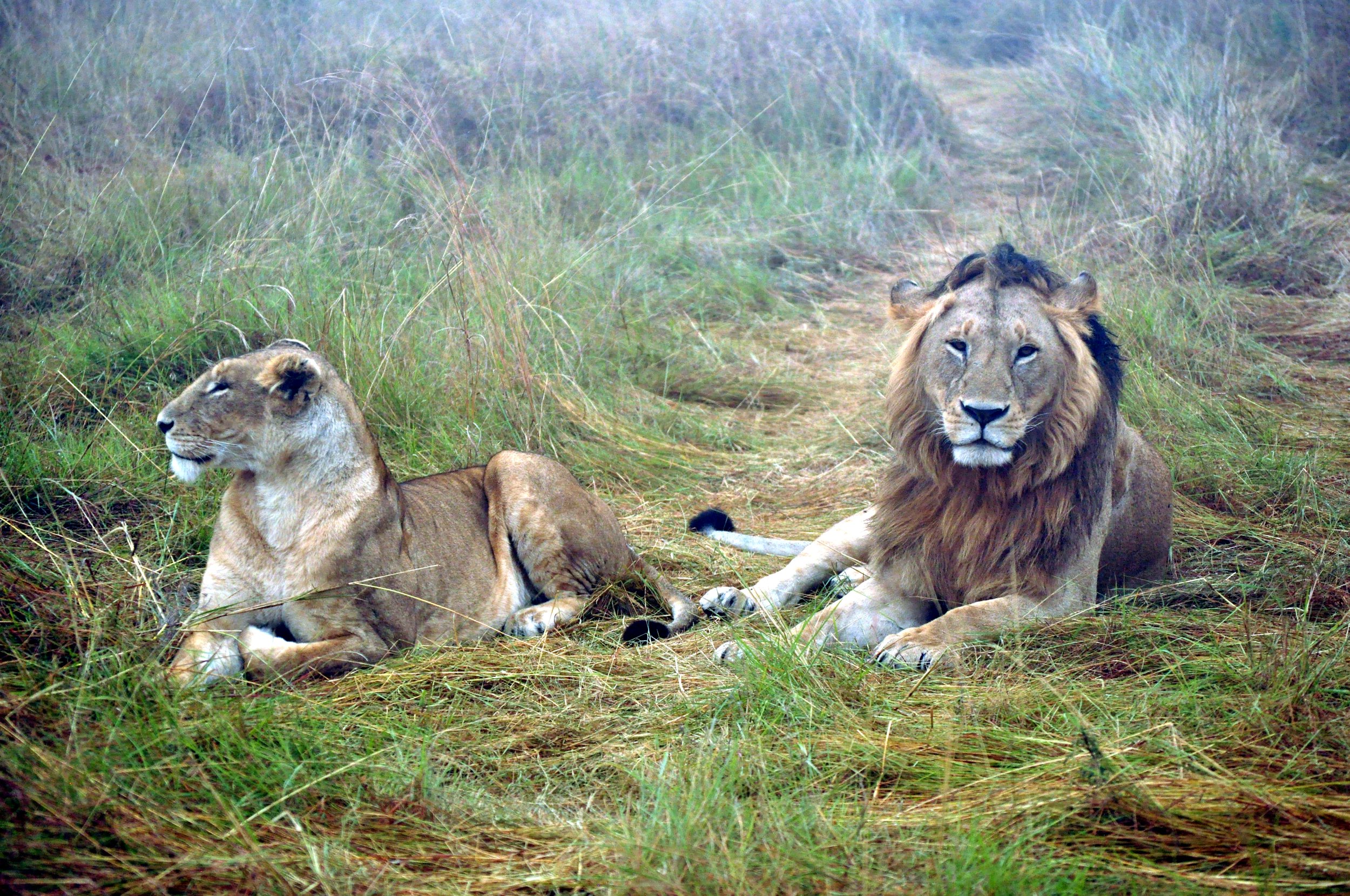 A Mating Pair of Lions