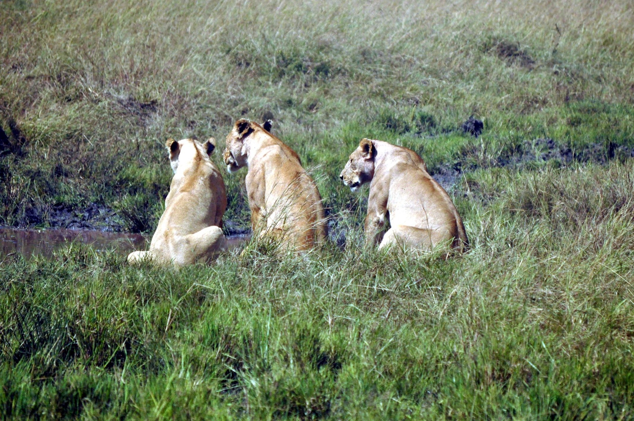 Three Lions