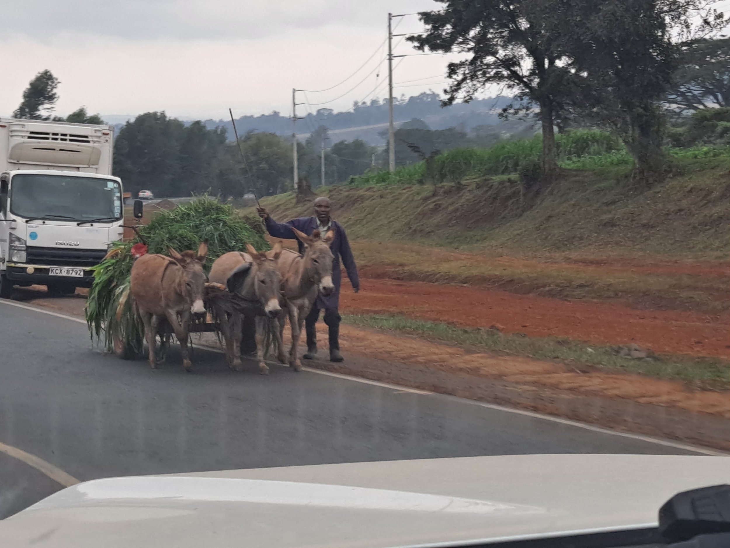 Donkeys and a Cart