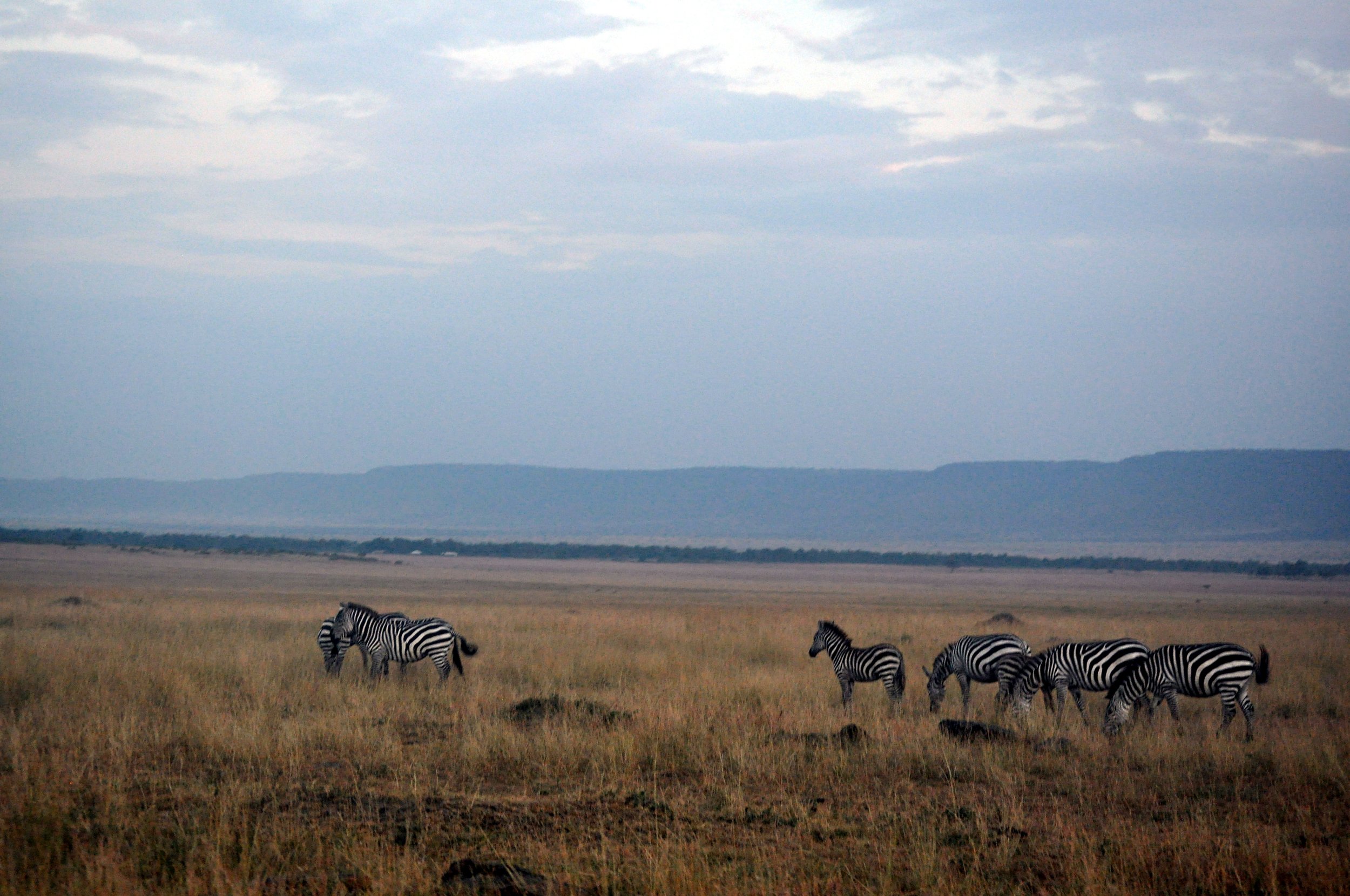 Zebra in the Mara
