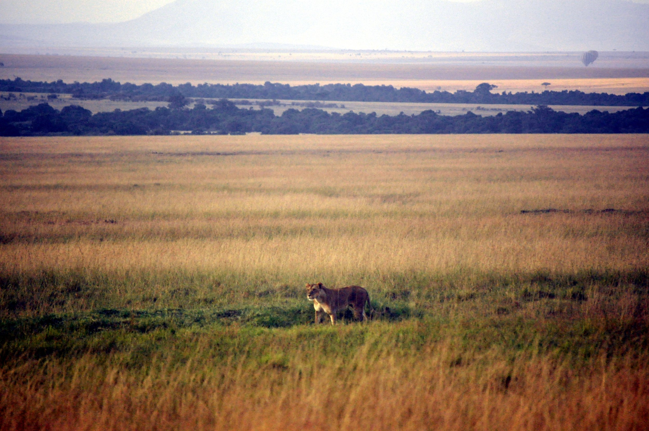 A Female Lion Stalking Zebras