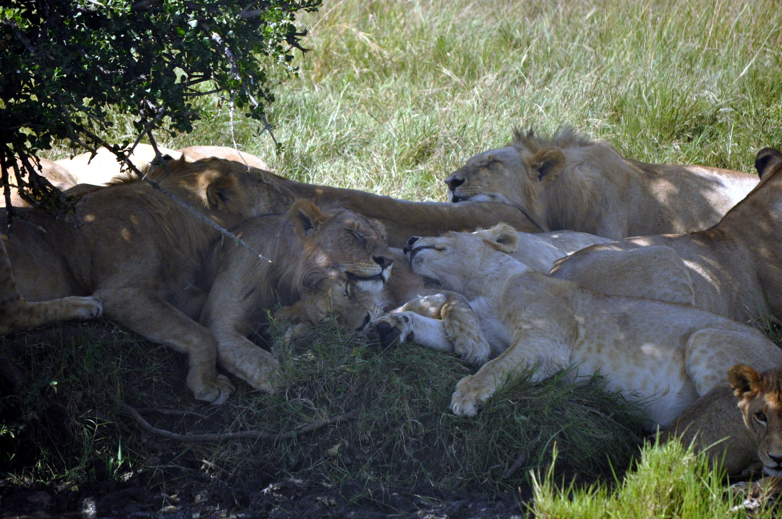 Pride of Lions Sleeping Under a Tree