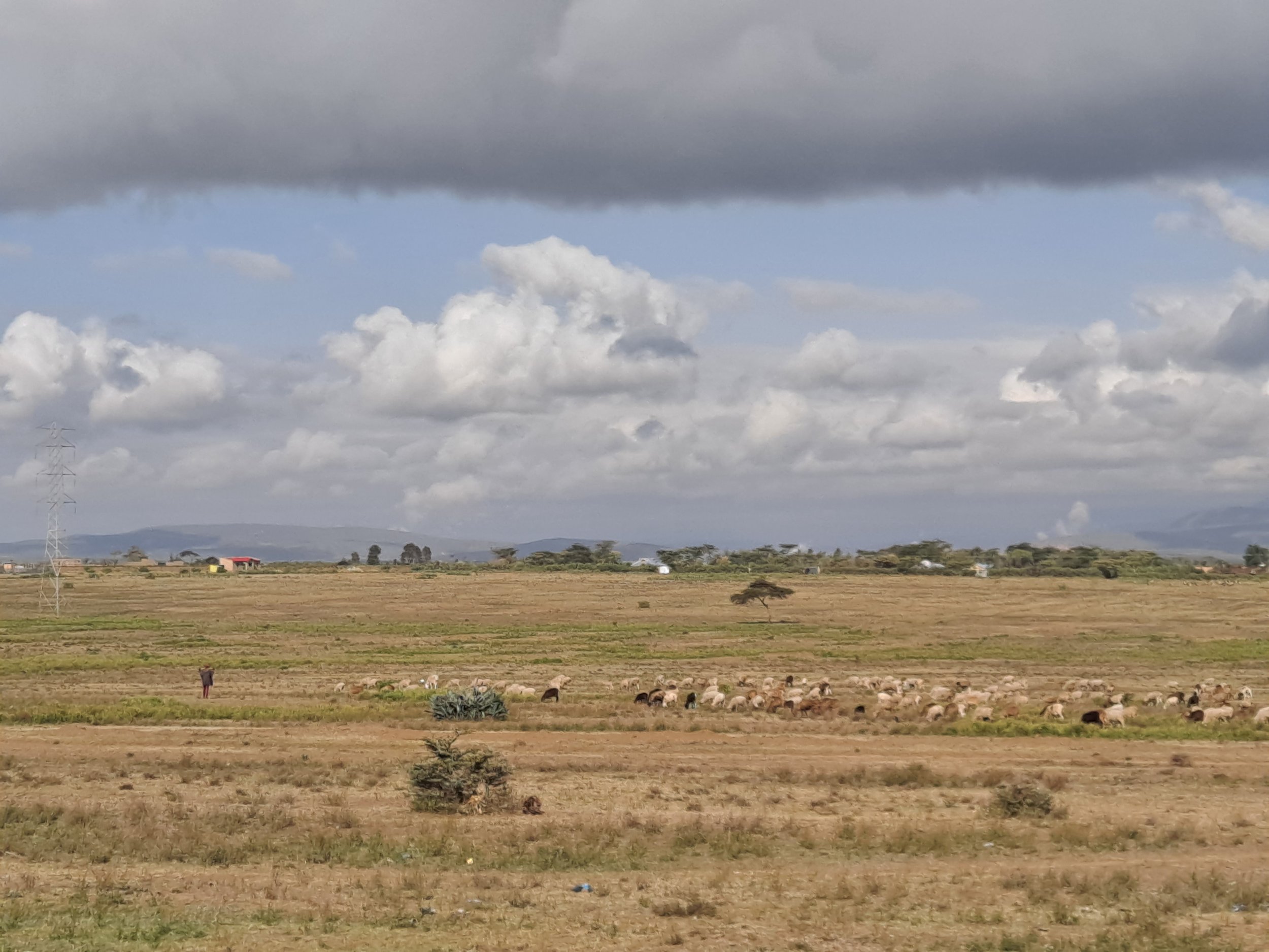 shepherd and flock