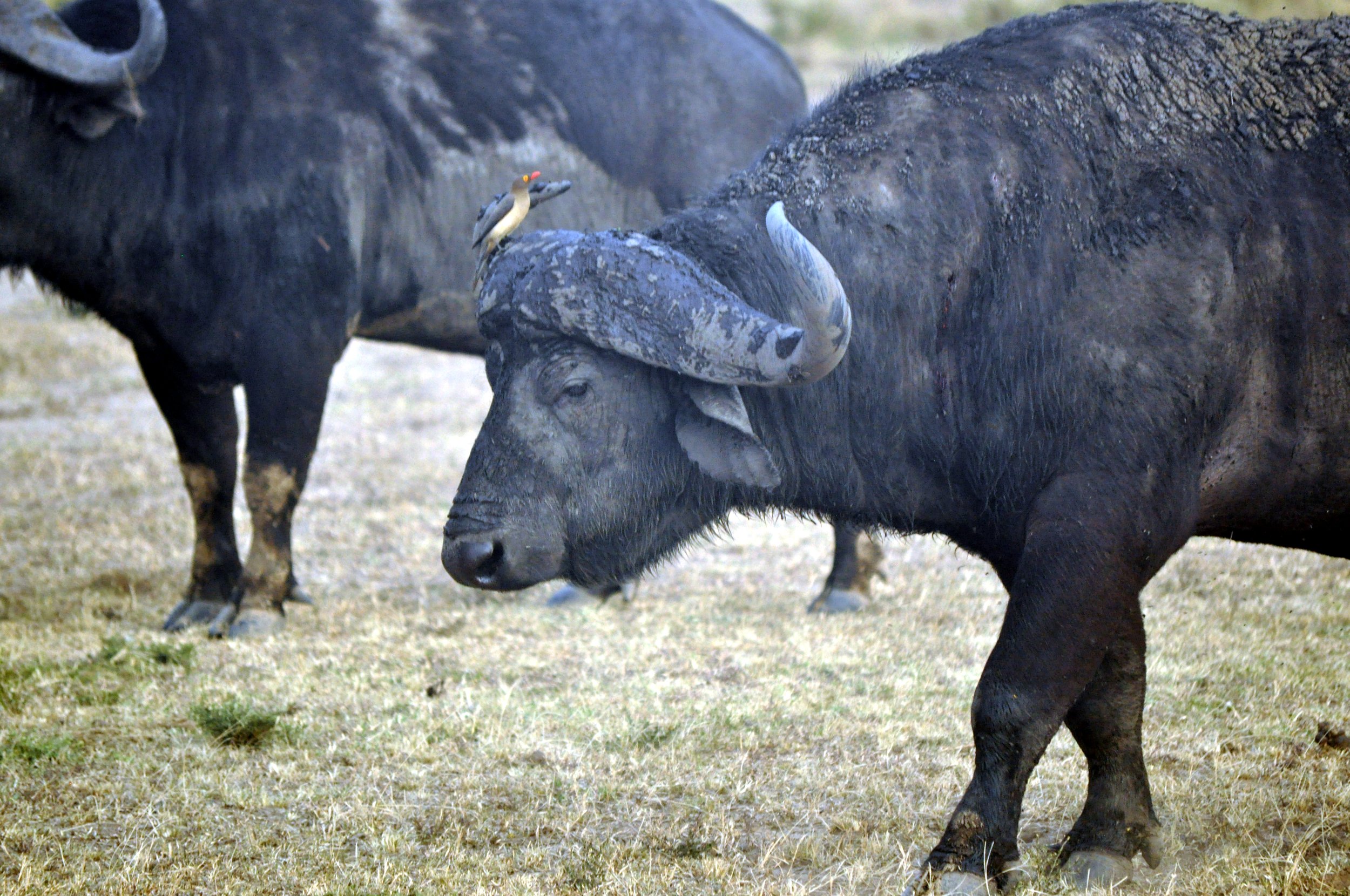 Cape Buffalo with a Bird