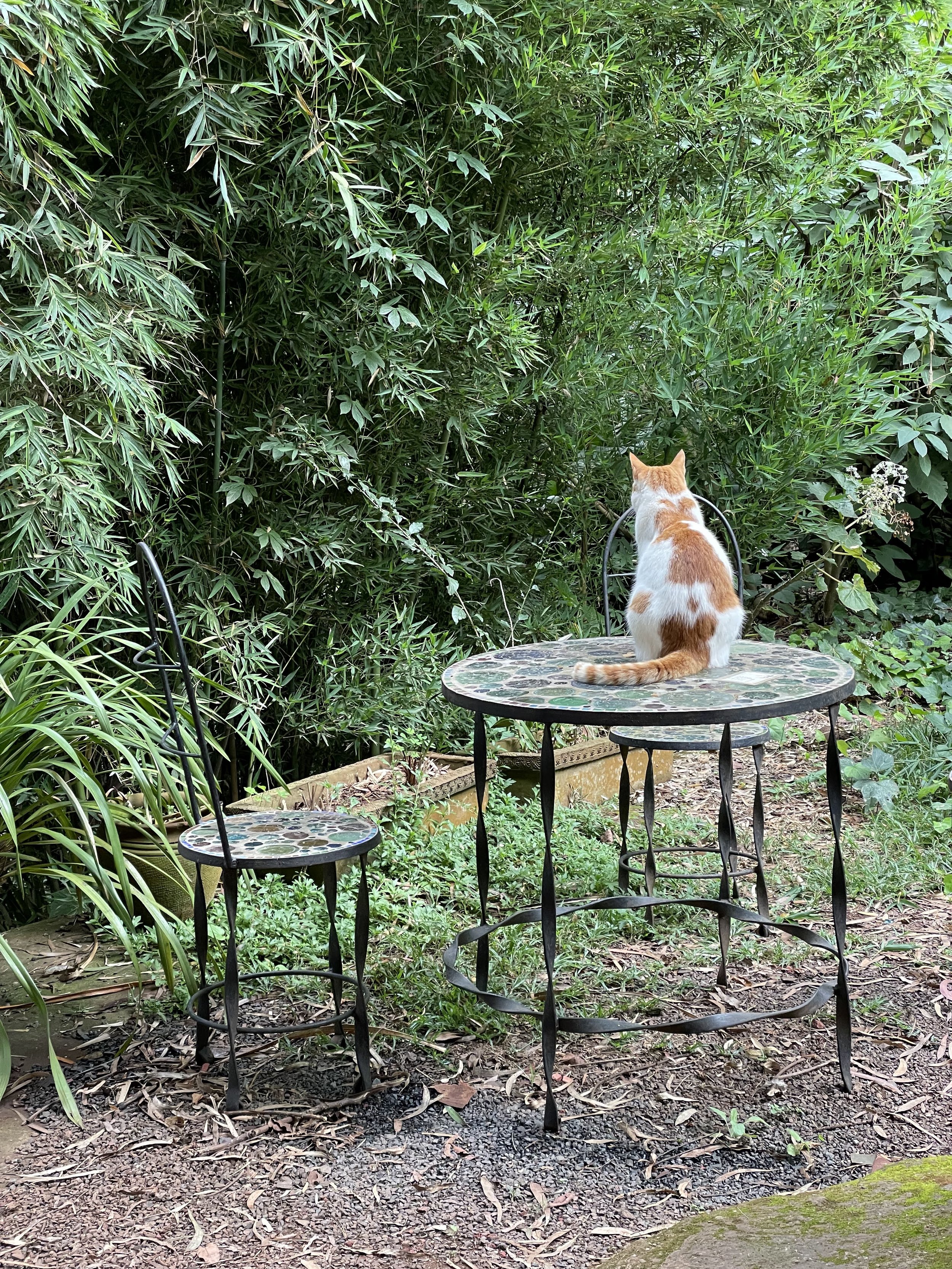 Cat in the Garden